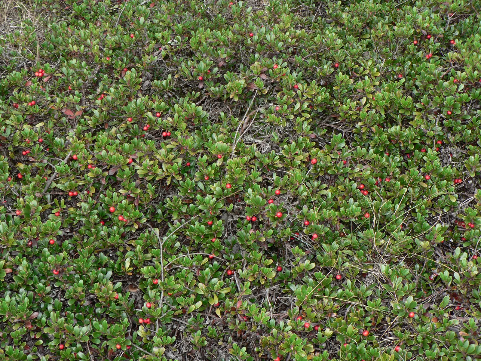 Pinemat Manzanita (Arctostaphylos Nevadensis) — urn-shaped white to pale pink flowers; including birds.<br><br>For optimal growth, image 66