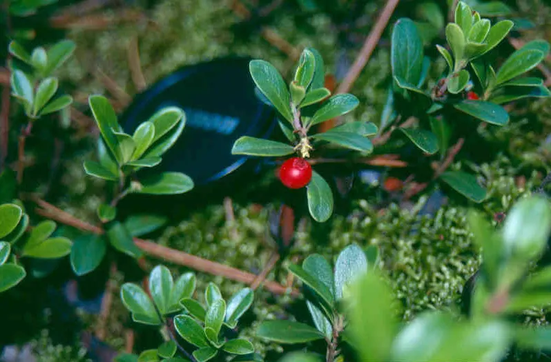 Pinemat Manzanita (Arctostaphylos Nevadensis) — It provides an elegant solution to landscaping design challenges