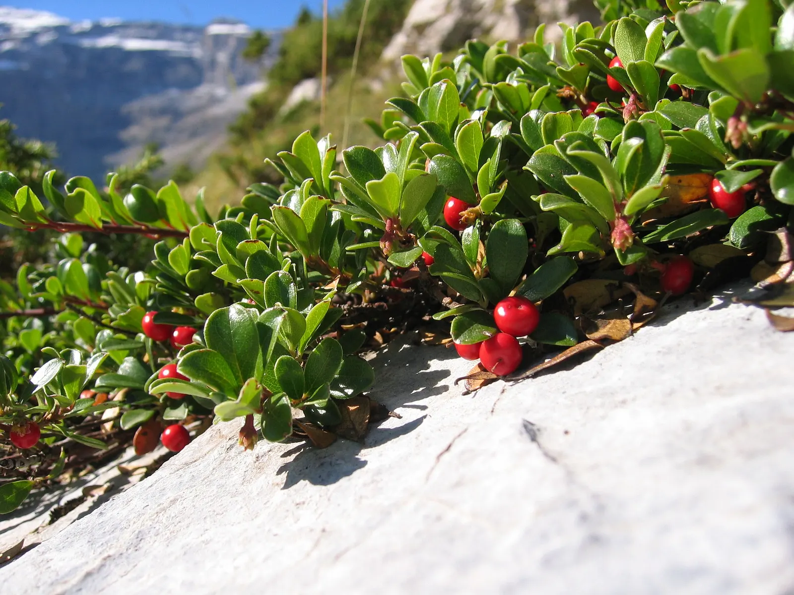 Pinemat Manzanita (Arctostaphylos Nevadensis) — broadleaf evergreen / ground cover with pink and white blooms
