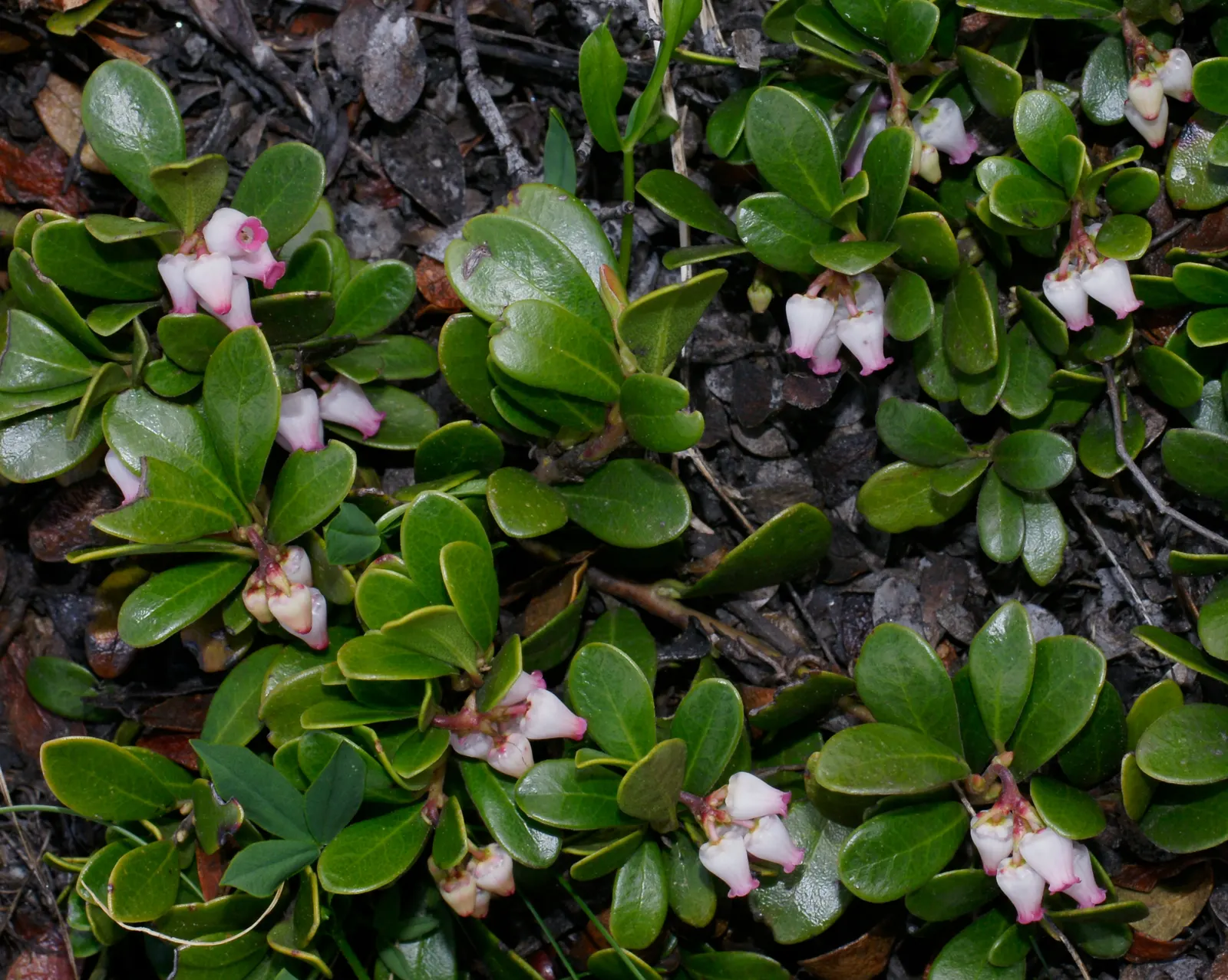 Pinemat Manzanita (Arctostaphylos Nevadensis) — which are not only visually appealing but also attract a variety of pollinators; pink and white, image 93