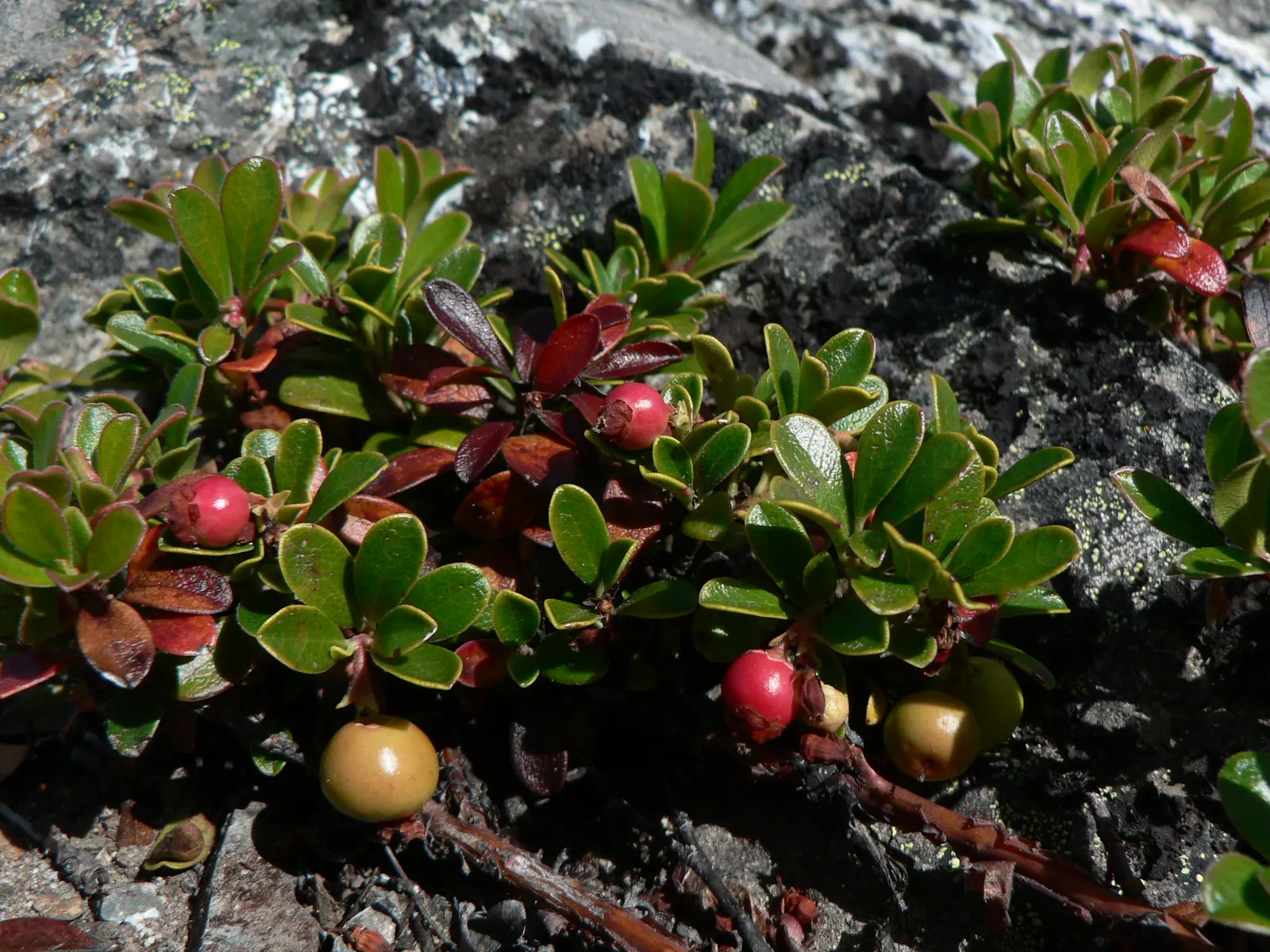 Pinemat Manzanita (Arctostaphylos Nevadensis) — It forms a dense mat up to 12 inches high and spreads 3-6 feet wide; making it an excellent, image 80