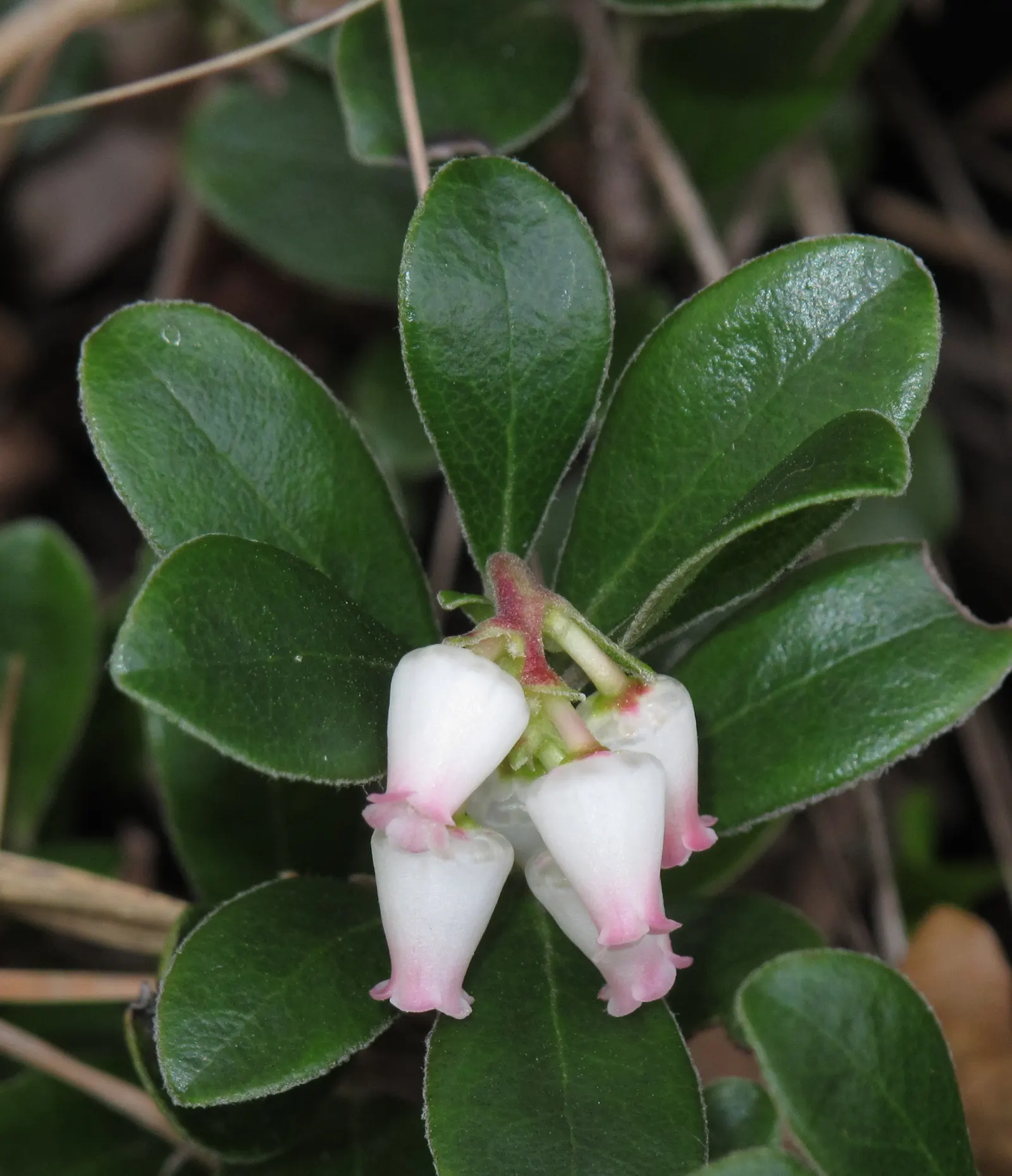 Pinemat Manzanita (Arctostaphylos Nevadensis) — including birds.<br><br>For optimal growth; it boasts a dense mat of small, leathery leaves that are a rich