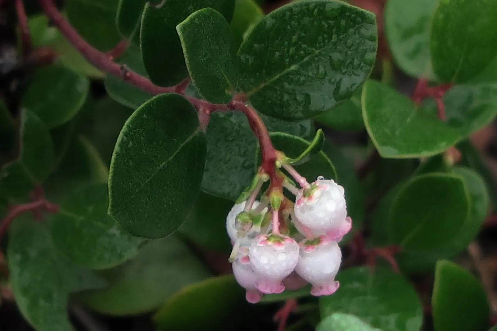Pinemat Manzanita (Arctostaphylos Nevadensis) — Small, urn-shaped pink flowers bloom in spring, attracting pollinators, followed by red berries