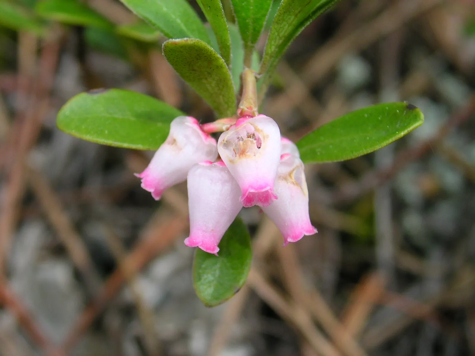 Pinemat Manzanita (Arctostaphylos Nevadensis) — broadleaf evergreen / ground cover with pink and white blooms; including bees and, image 77
