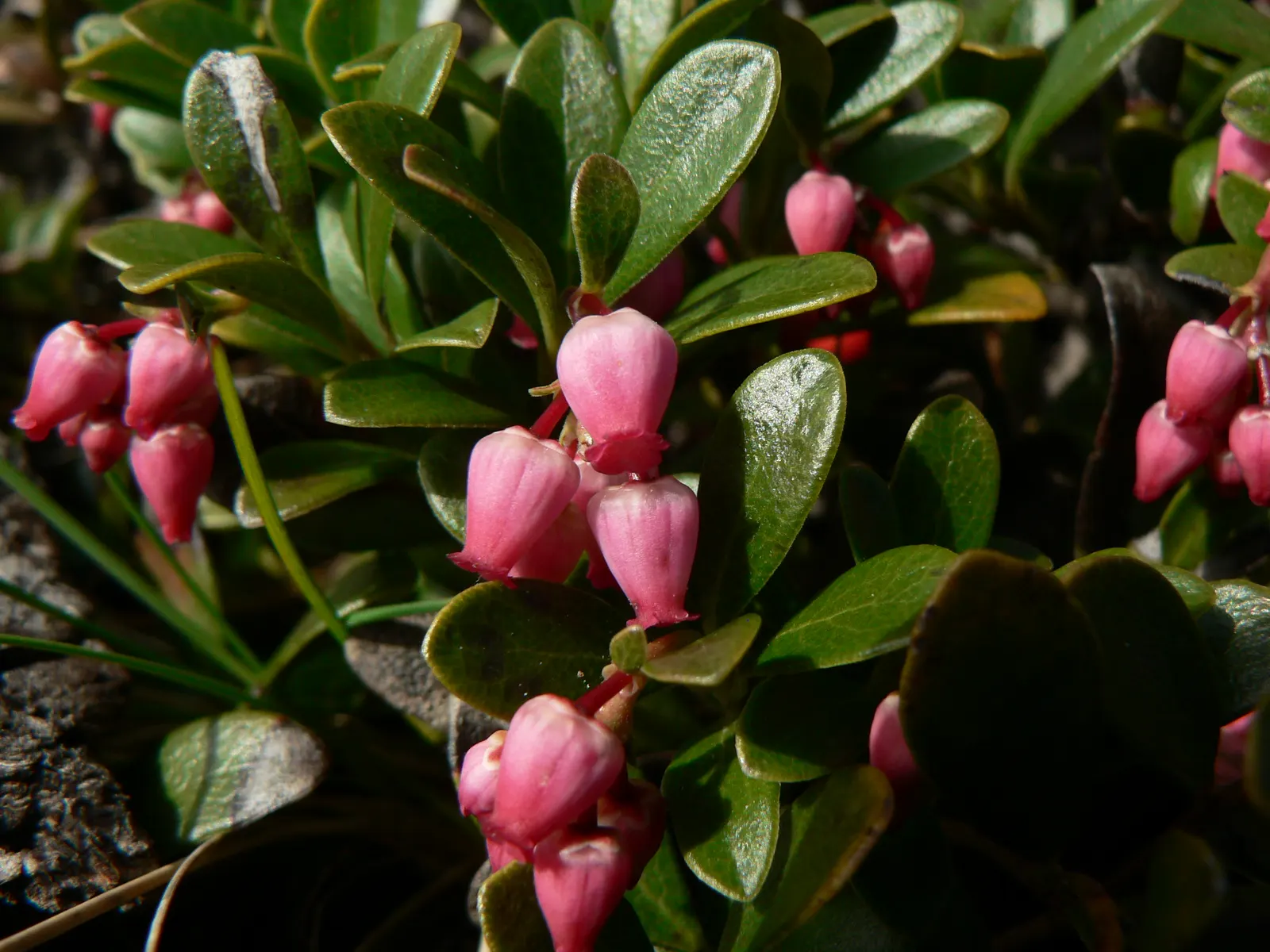 Pinemat Manzanita (Arctostaphylos Nevadensis) — Its dark green leaves and reddish-brown bark add year-round interest; ideal for rock gardens and, image 109