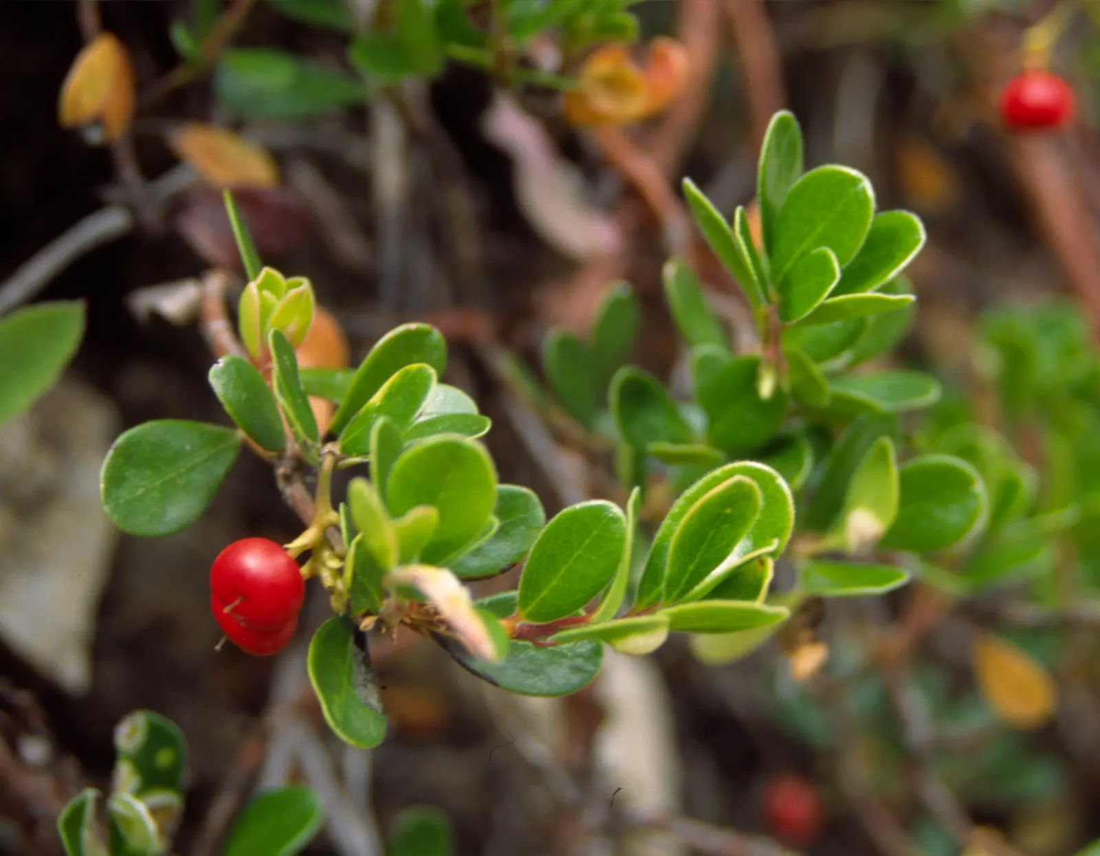 Pinemat Manzanita (Arctostaphylos Nevadensis) — Its dark green leaves and reddish-brown bark add year-round interest; ideal for rock gardens and, image 57