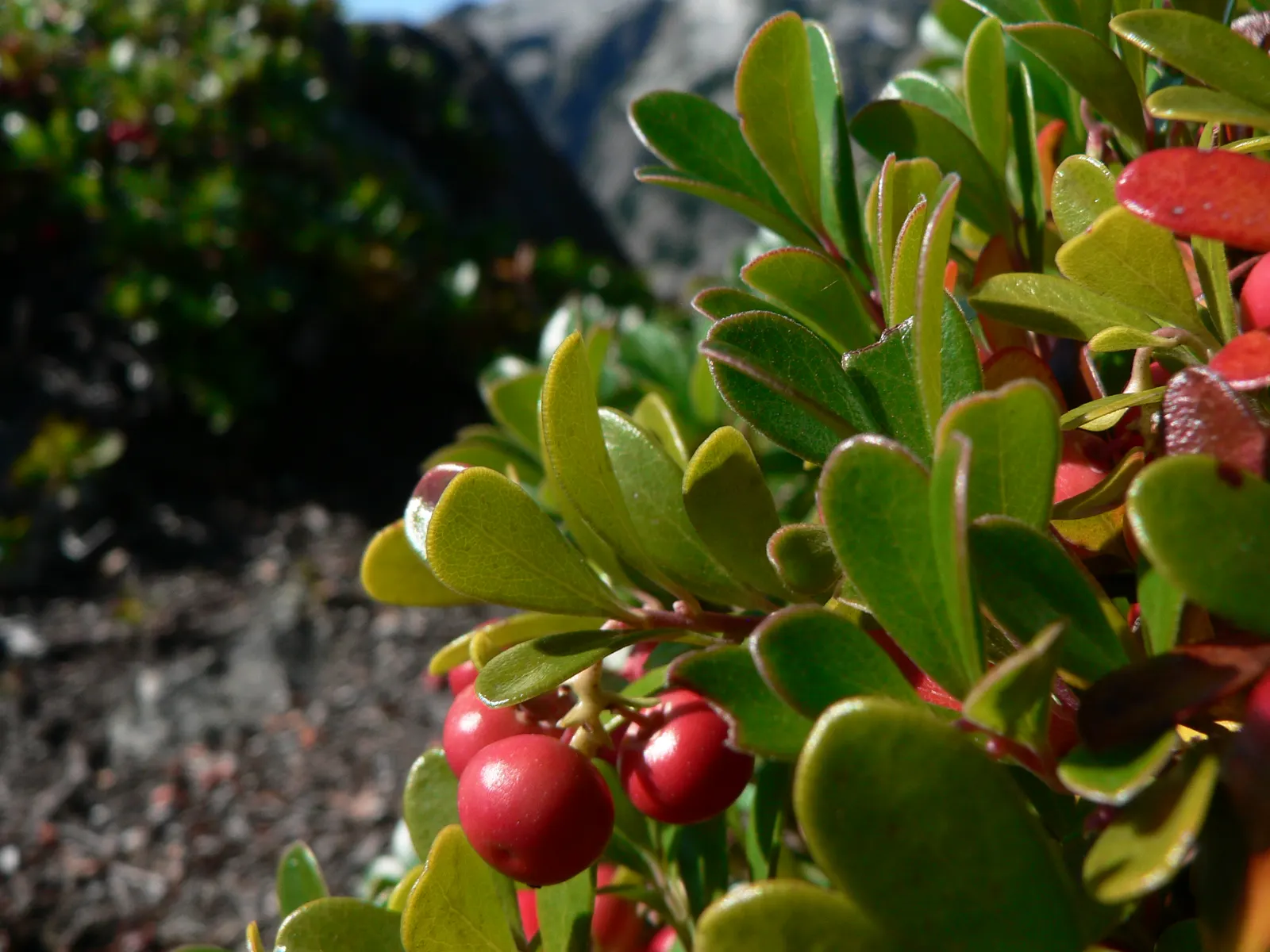 Pinemat Manzanita (Arctostaphylos Nevadensis) — particularly in regions prone to drought; which are not only visually appealing but also attract a, image 62