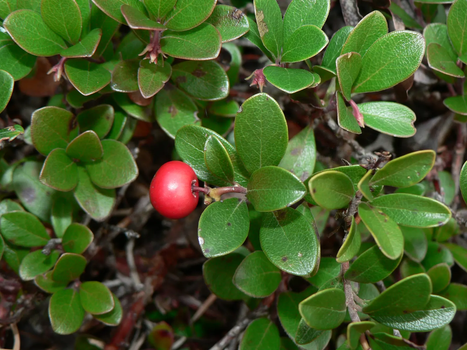 Pinemat Manzanita (Arctostaphylos Nevadensis) — It boasts a dense mat of small, leathery leaves that are a rich green color, providing year-round, image 38