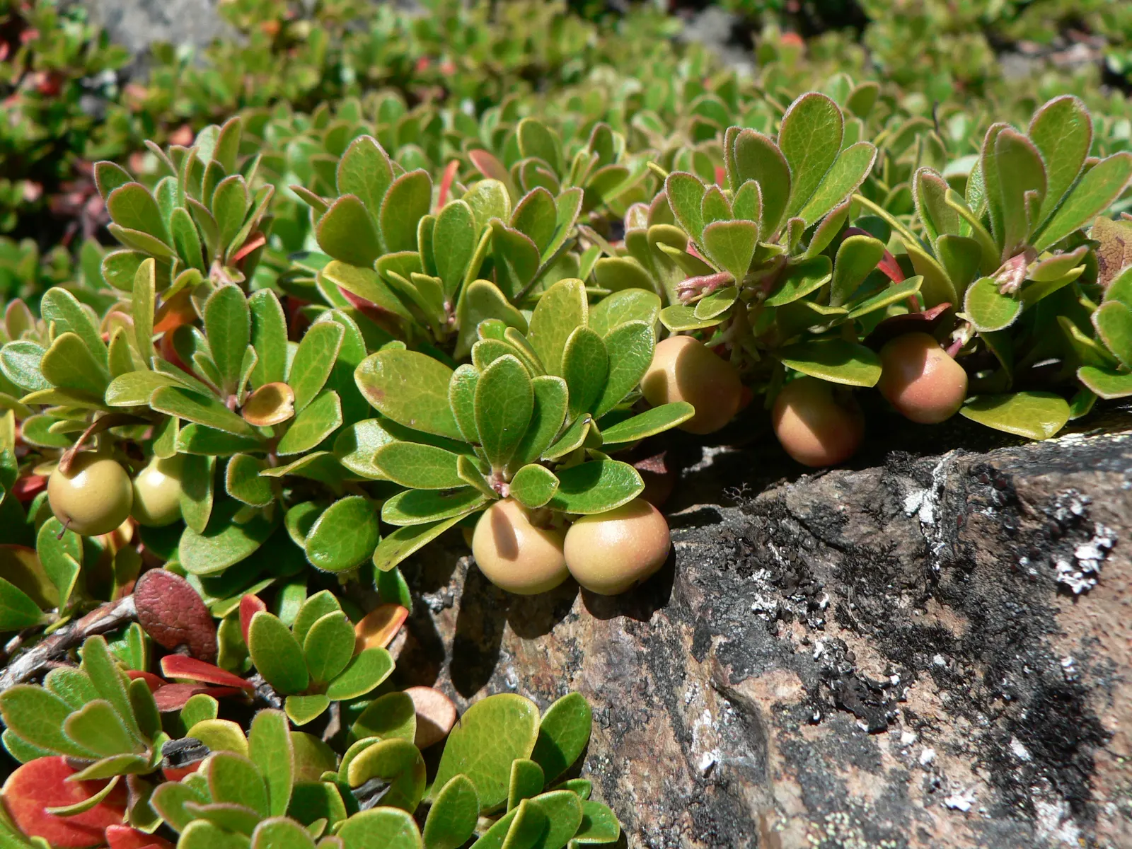 Pinemat Manzanita (Arctostaphylos Nevadensis) — particularly in regions prone to drought; which are not only visually appealing but also attract a variety of