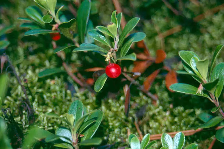 Pinemat Manzanita (Arctostaphylos Nevadensis) — It provides an elegant solution to landscaping design challenges; is a low-growing evergreen shrub, image 87