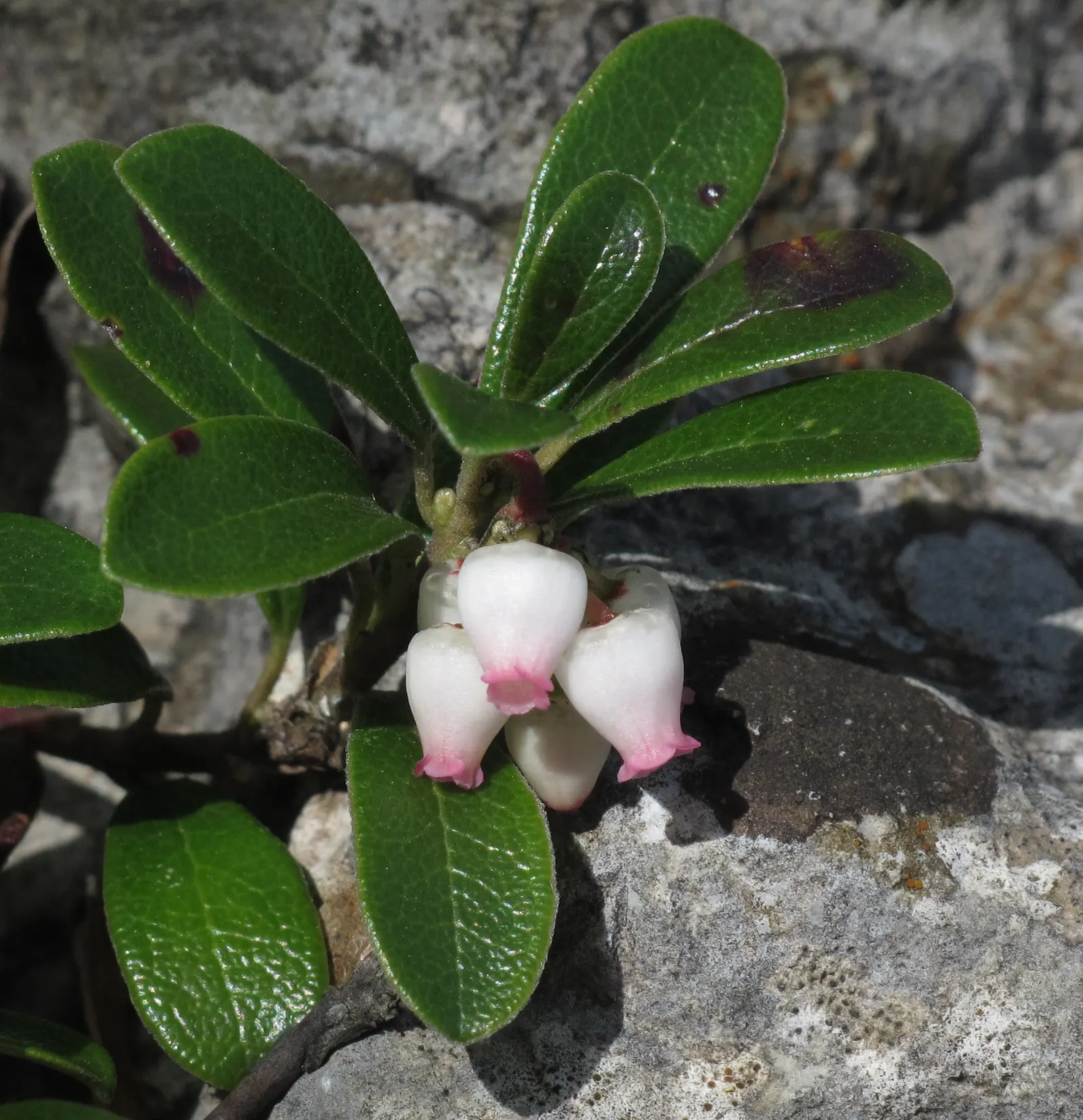 Pinemat Manzanita (Arctostaphylos Nevadensis) — Ideal for rock gardens and slopes for erosion control; in late winter to early spring