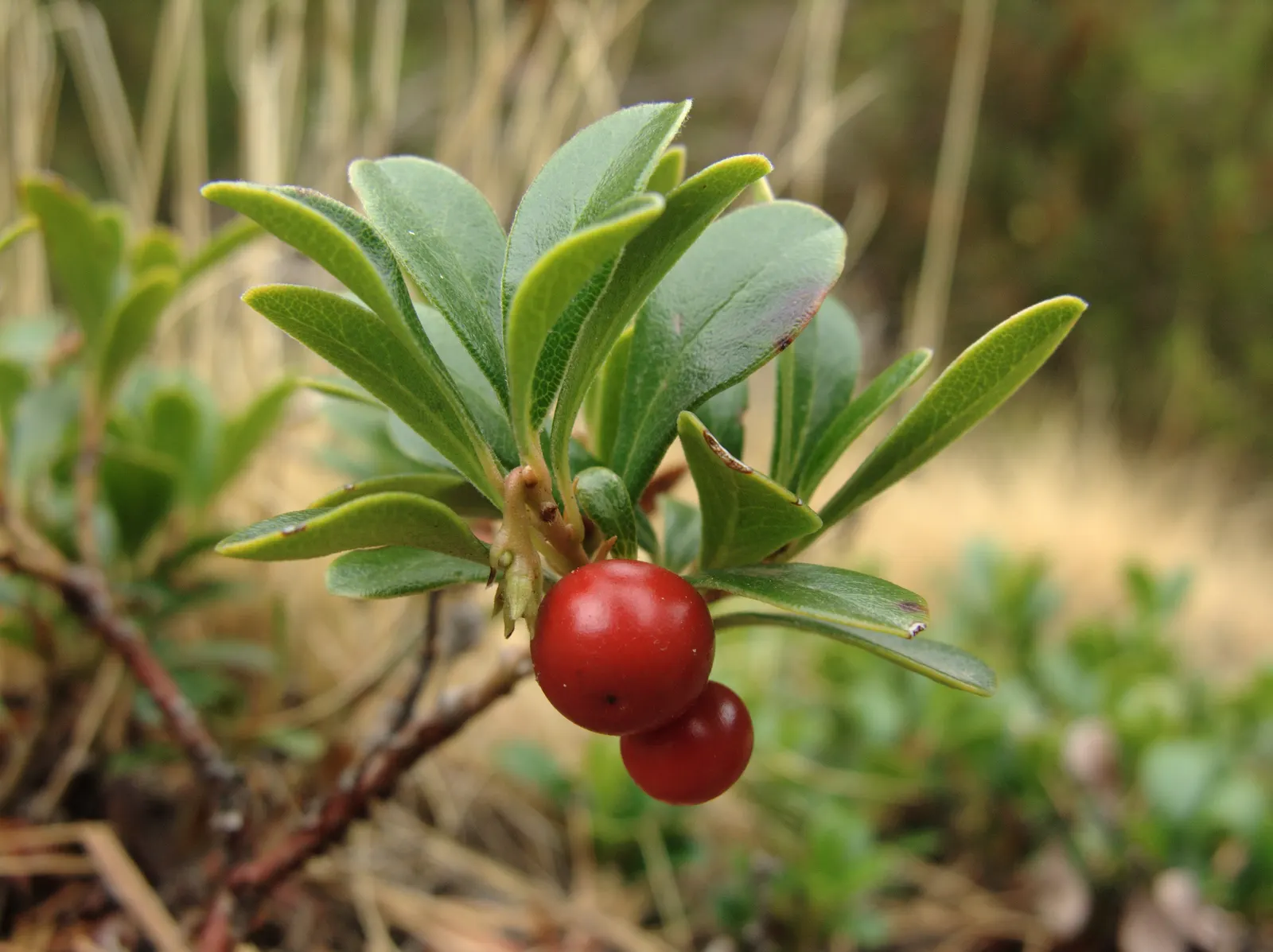 Pinemat Manzanita (Arctostaphylos Nevadensis) — The Pinemat Manzanita (Arctostaphylos nevadensis) is a low-growing evergreen shrub, thriving in, image 79