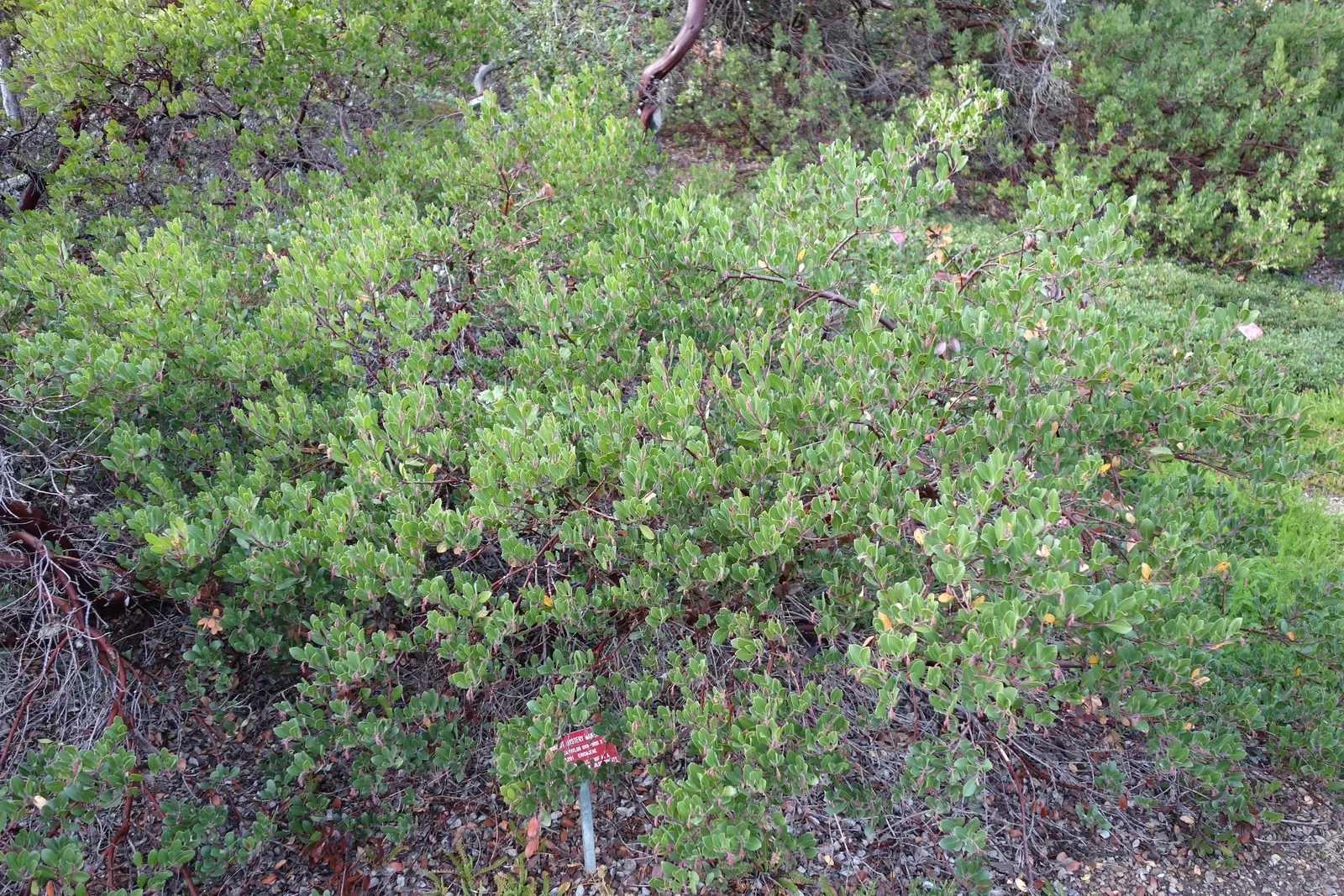 Pinemat Manzanita (Arctostaphylos Nevadensis) — It prefers full sun and well-draining soil; broadleaf evergreen / ground cover with pink and white blooms