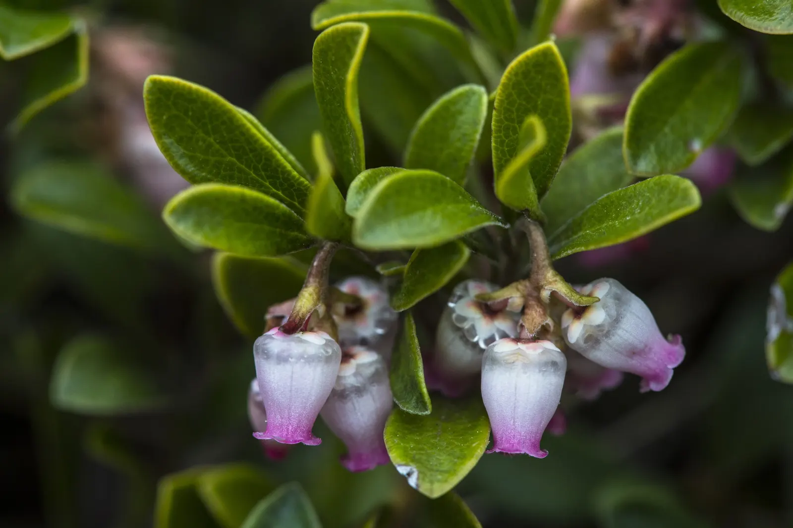 Pinemat Manzanita (Arctostaphylos Nevadensis) — including birds.<br><br>For optimal growth; it boasts a dense mat of small, leathery leaves that, image 69