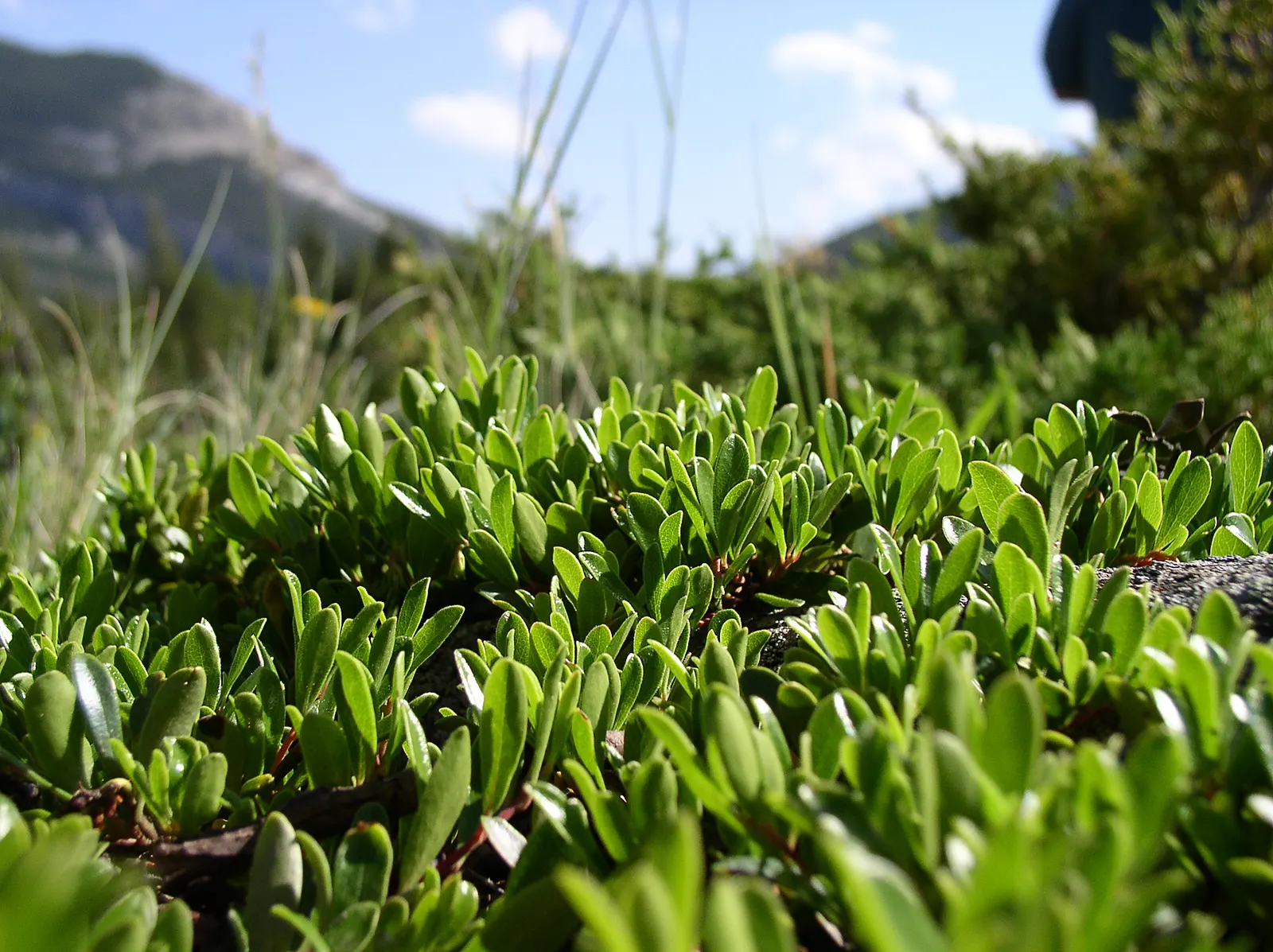 Pinemat Manzanita (Arctostaphylos Nevadensis) — scientifically known as Arctostaphylos nevadensis; it is well-suited to rock gardens, slopes, or as part of a