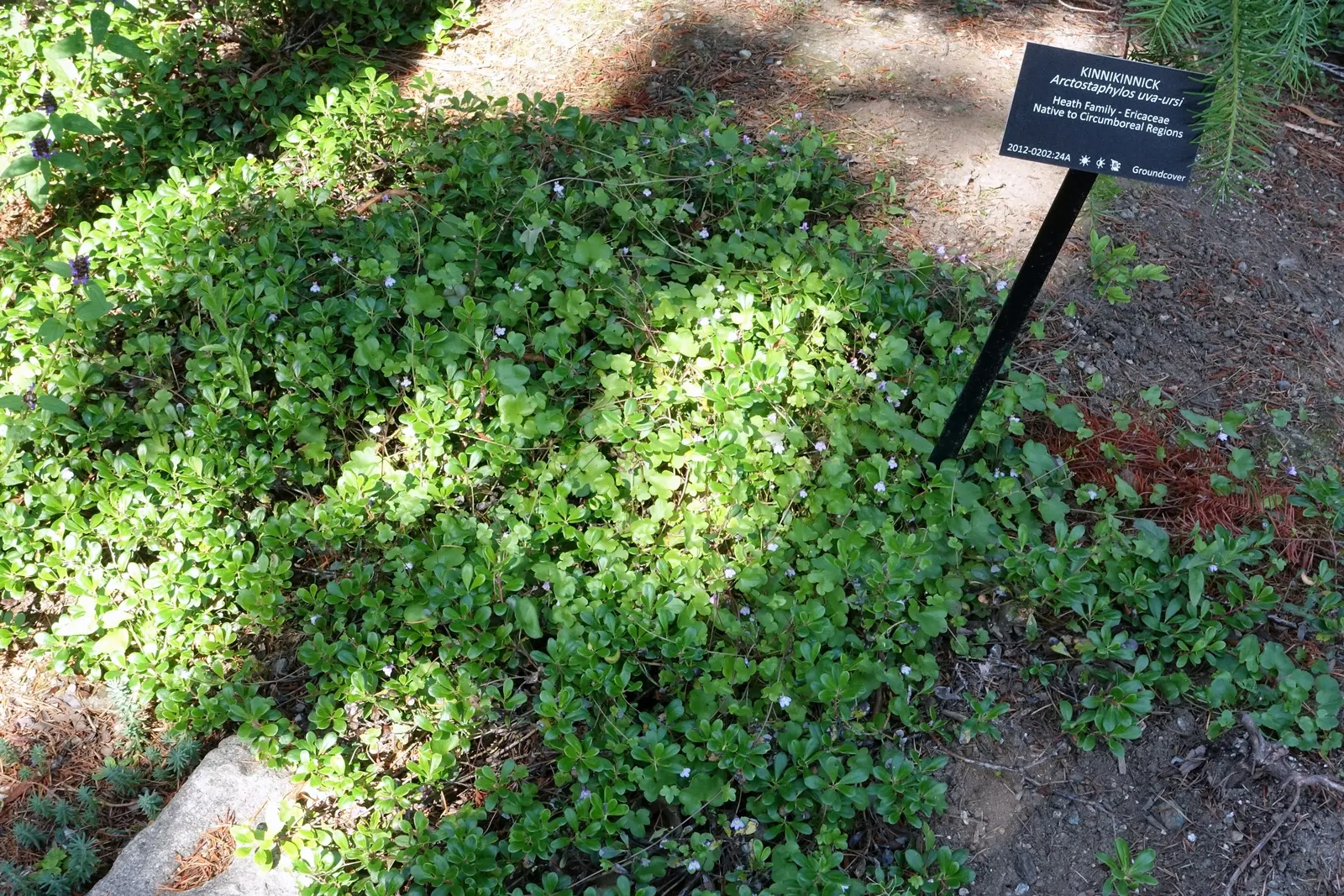 Pinemat Manzanita (Arctostaphylos Nevadensis) — it retains its foliage throughout the year; urn-shaped white to pale pink flowers