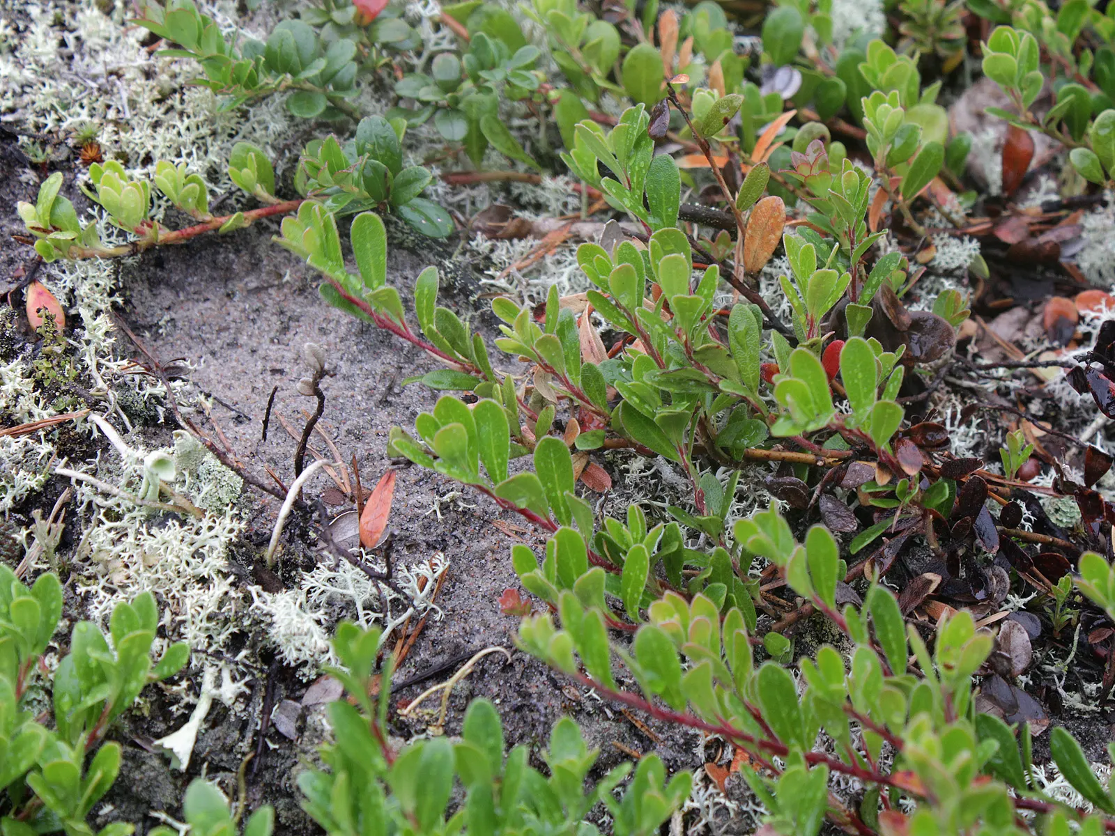 Pinemat Manzanita (Arctostaphylos Nevadensis) — The Pinemat Manzanita (Arctostaphylos nevadensis) is a low-growing evergreen shrub, thriving in USDA zones 4-8