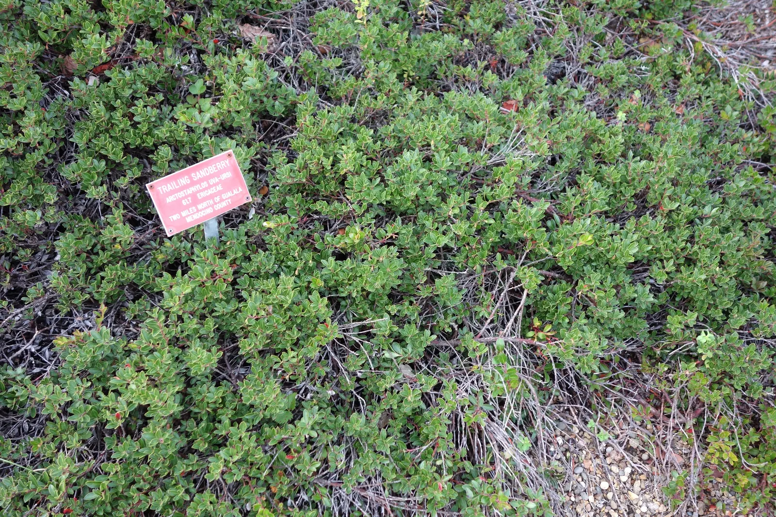 Pinemat Manzanita (Arctostaphylos Nevadensis) — It prefers full sun and well-draining soil; broadleaf evergreen / ground cover with pink and white, image 108