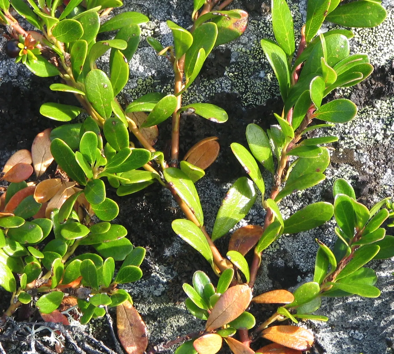 Pinemat Manzanita (Arctostaphylos Nevadensis) — Arctostaphylos nevadensis requires well-drained soil and full sun; though it can tolerate light, image 96