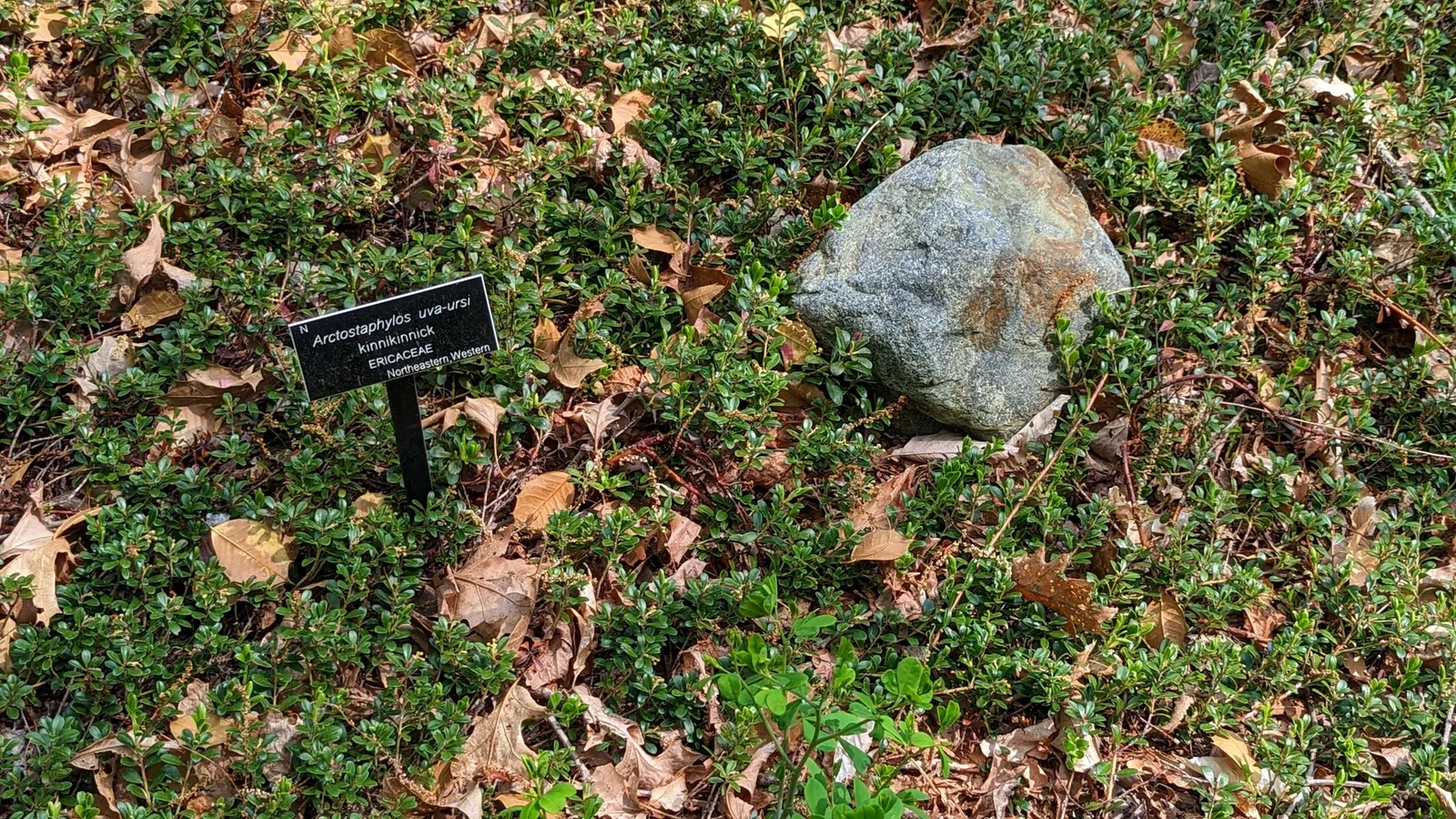 Pinemat Manzanita (Arctostaphylos Nevadensis) — Ideal for rock gardens and slopes for erosion control; in late winter to early spring, image 110