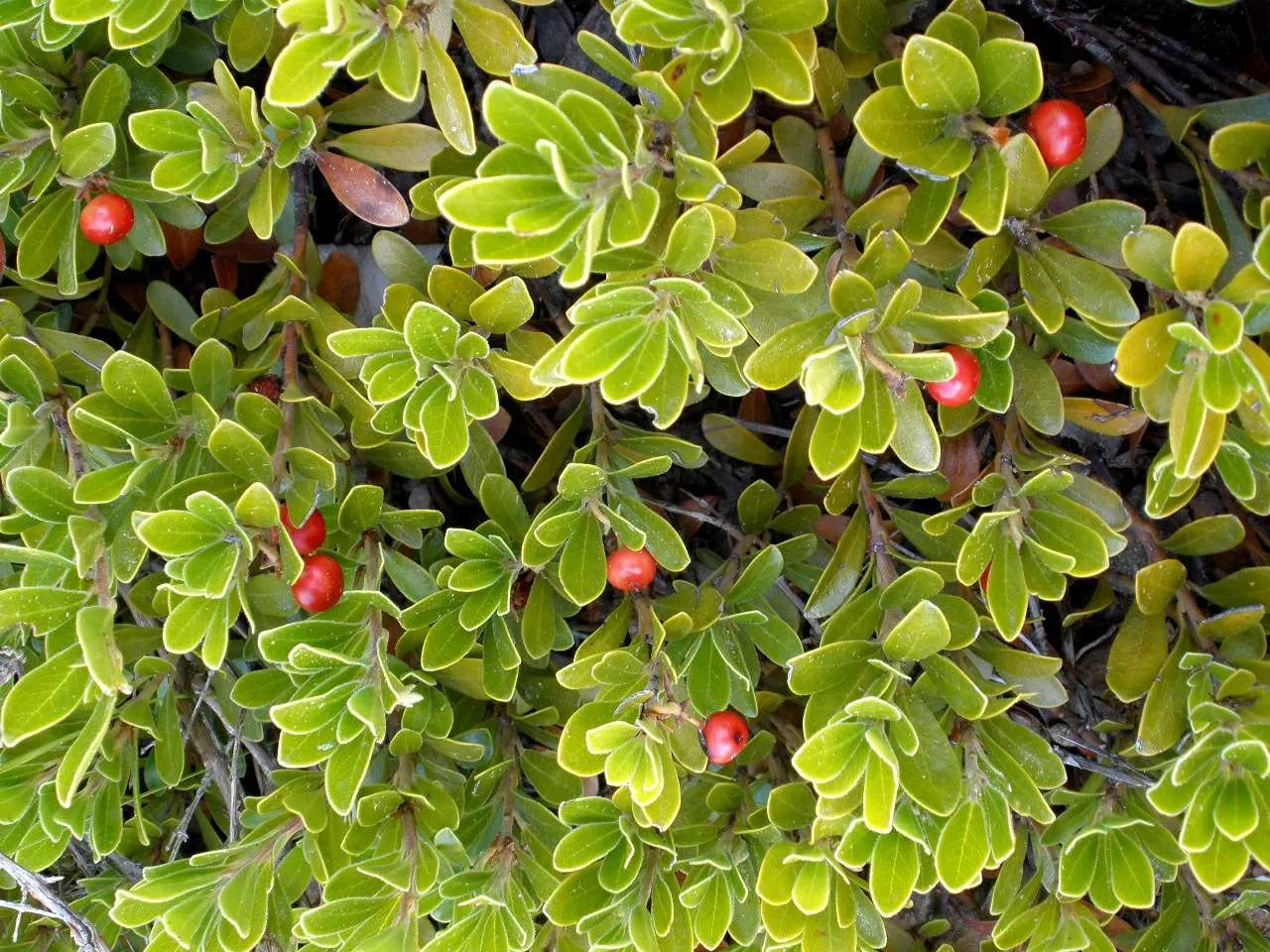 Pinemat Manzanita (Arctostaphylos Nevadensis) — including birds.<br><br>For optimal growth; it boasts a dense mat of small, leathery leaves that, image 95