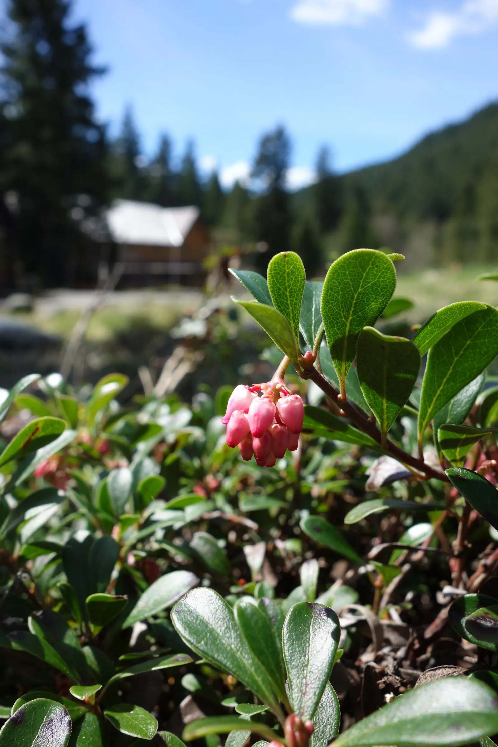Pinemat Manzanita (Arctostaphylos Nevadensis) — It provides an elegant solution to landscaping design challenges; is a low-growing evergreen shrub, image 61