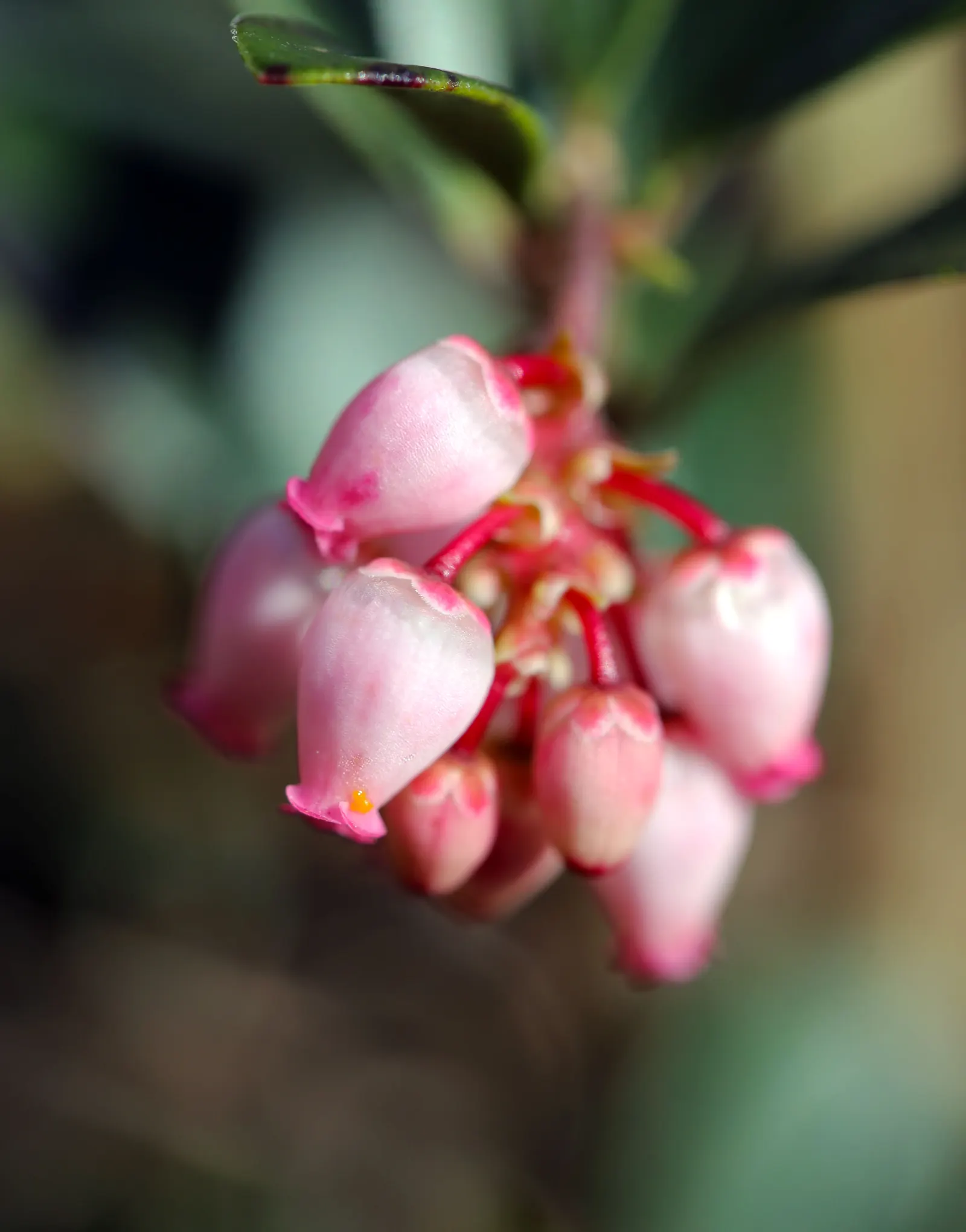 Pinemat Manzanita (Arctostaphylos Nevadensis) — is a low-growing evergreen shrub native to the western United States