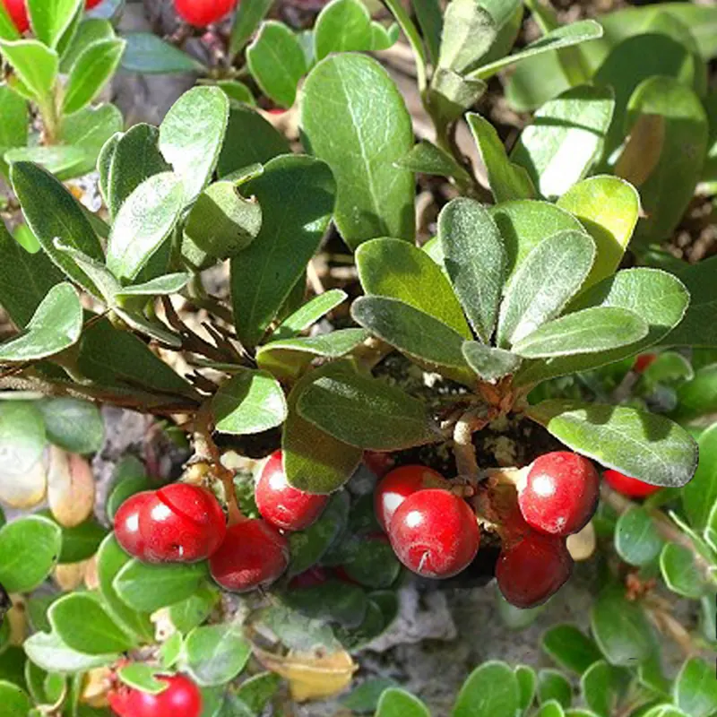 Pinemat Manzanita (Arctostaphylos Nevadensis) — making it an excellent choice for gardeners seeking low-care yet attractive plantings; it forms a, image 101