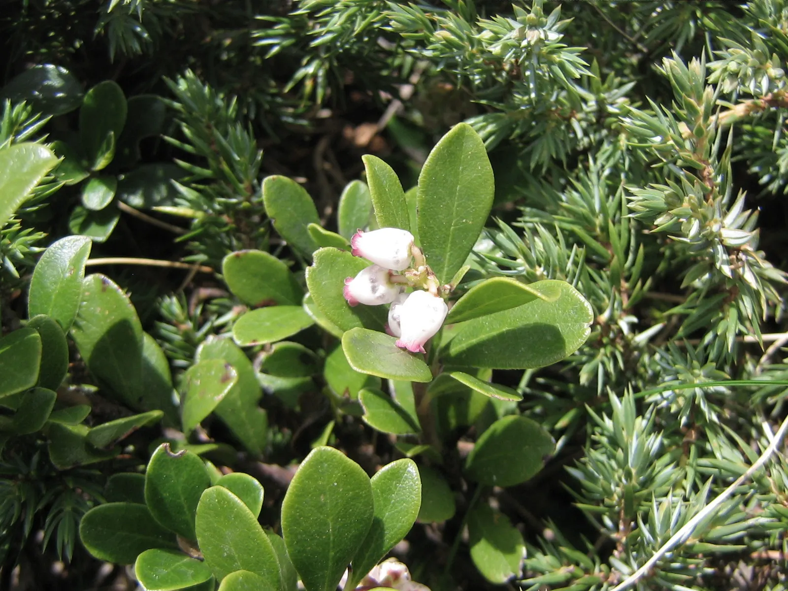Pinemat Manzanita (Arctostaphylos Nevadensis) — It is well-suited to rock gardens, slopes, or as part of a native plant garden; scientifically, image 98