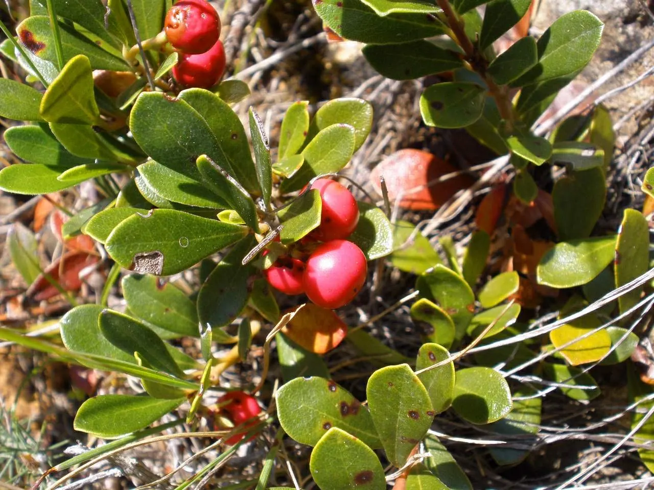Pinemat Manzanita (Arctostaphylos Nevadensis) — urn-shaped white to pale pink flowers; including birds.<br><br>For optimal growth