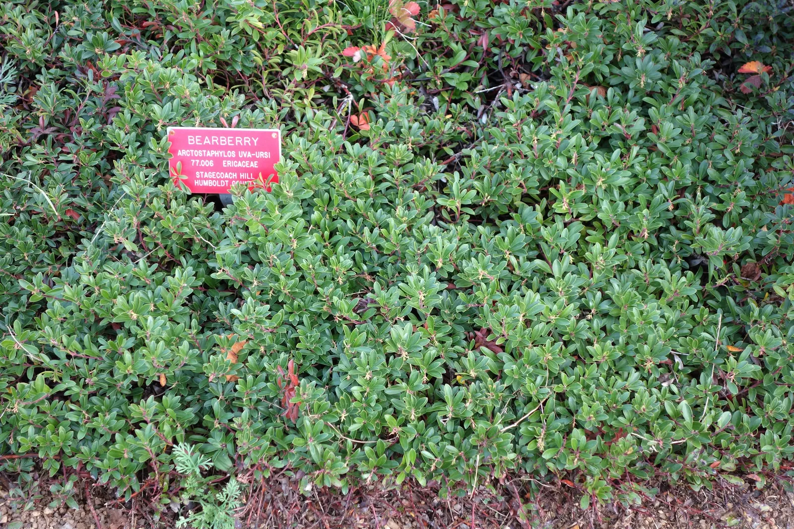 Pinemat Manzanita (Arctostaphylos Nevadensis) — is a low-growing evergreen shrub native to the western United States; the Pinemat Manzanita, image 112