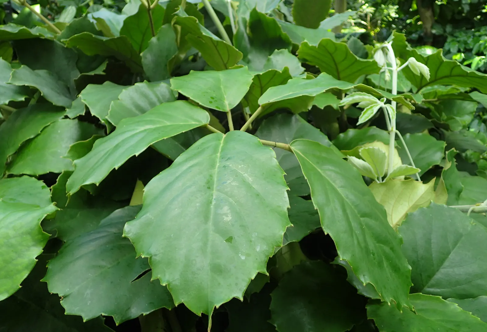 Chestnut Vine (Tetrastigma Voinierianum) — this vine requires sturdy support as it can reach extents of over 20 feet; vine for deep shade or half or shade