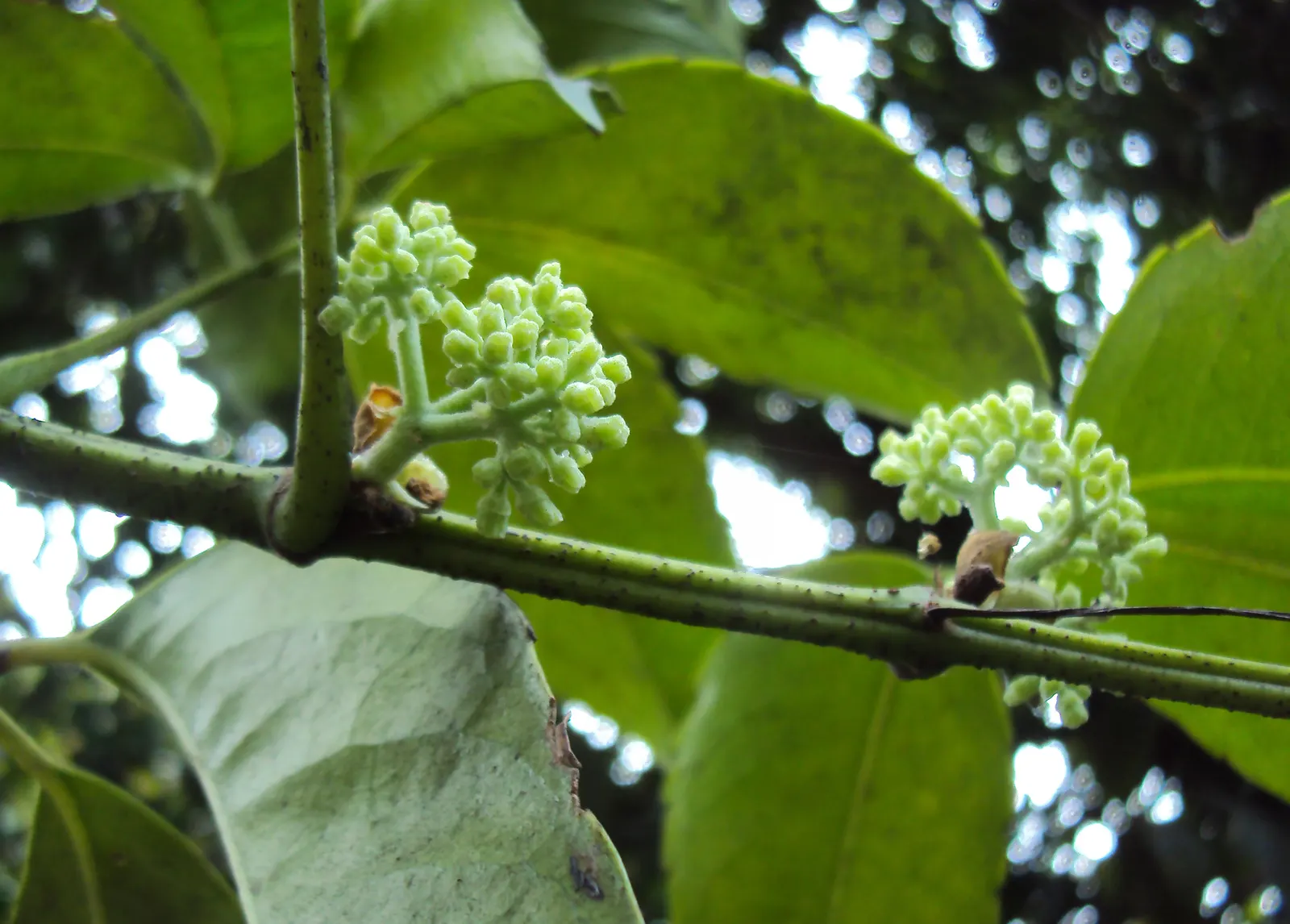 Chestnut Vine (Tetrastigma Voinierianum) — With its lush foliage, the Chestnut Vine can transform any garden space into a verdant tropical haven; is a vigorous