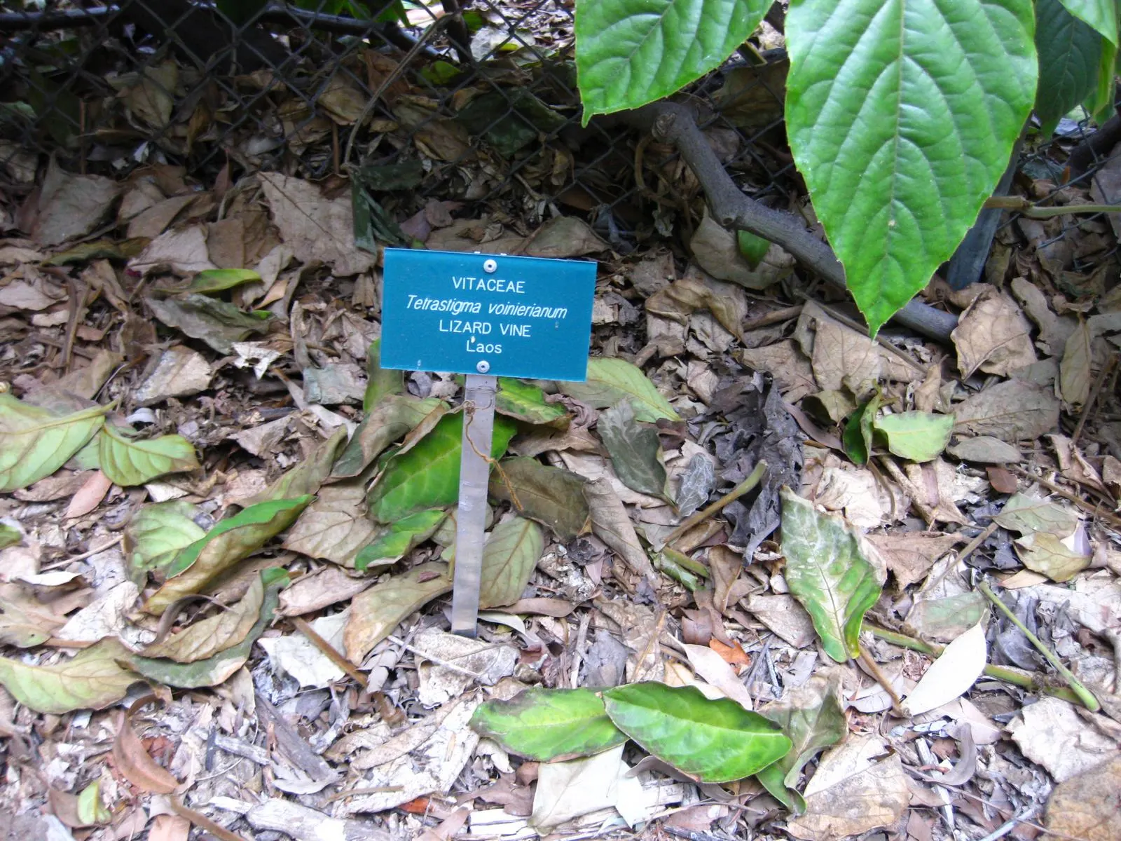 Chestnut Vine (Tetrastigma Voinierianum) — This vigorous vine is well-suited for creating a tropical atmosphere in the landscape; palmate leaves, image 59