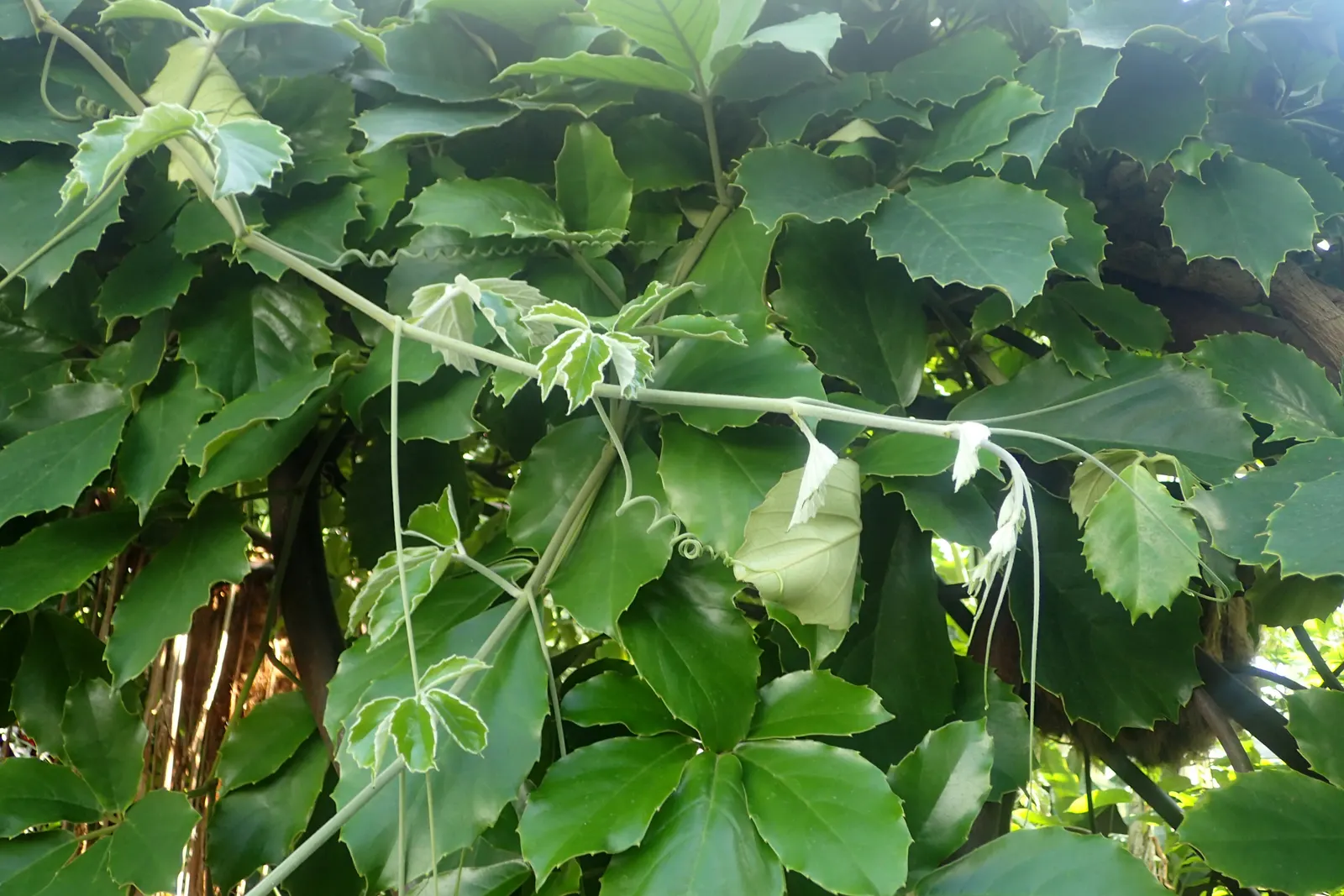 Chestnut Vine (Tetrastigma Voinierianum) — Regular pruning maintains its shape and encourages healthy growth