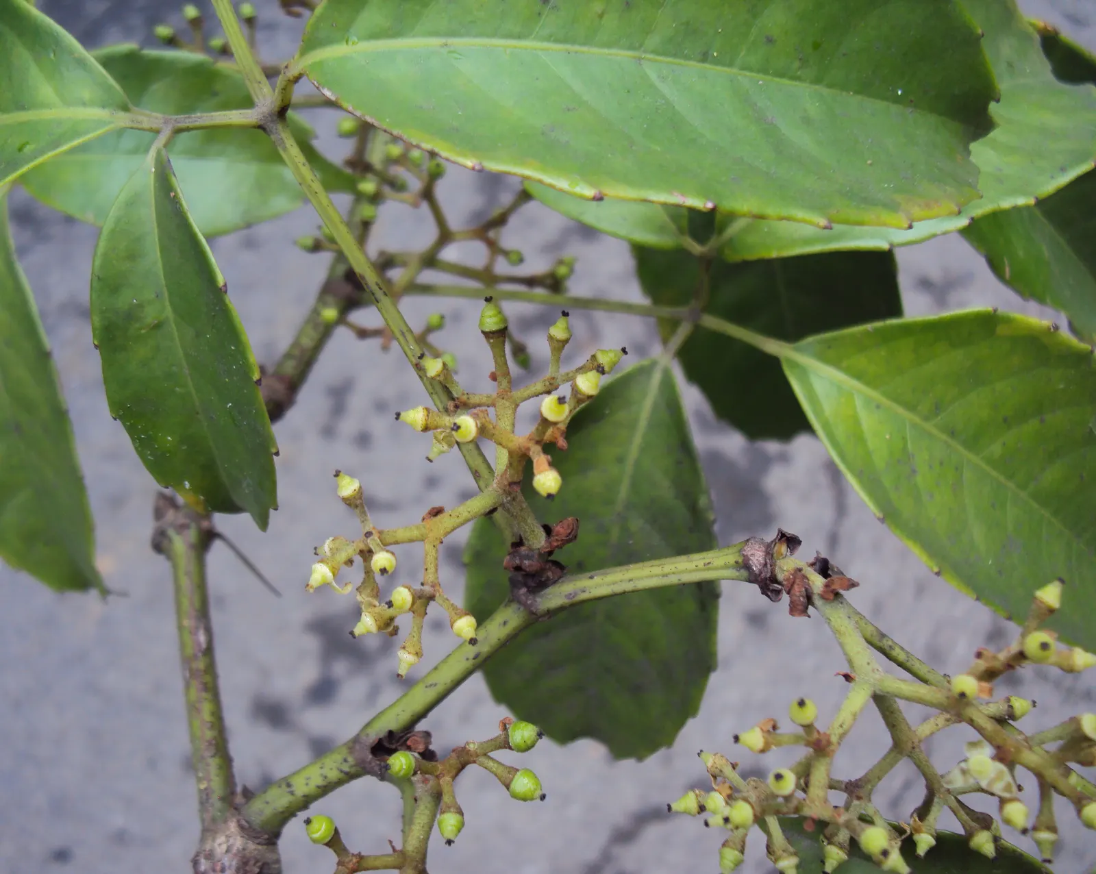 Chestnut Vine (Tetrastigma Voinierianum) — Since it is a climbing vine; this vigorous vine is well-suited for creating a tropical atmosphere in the, image 66