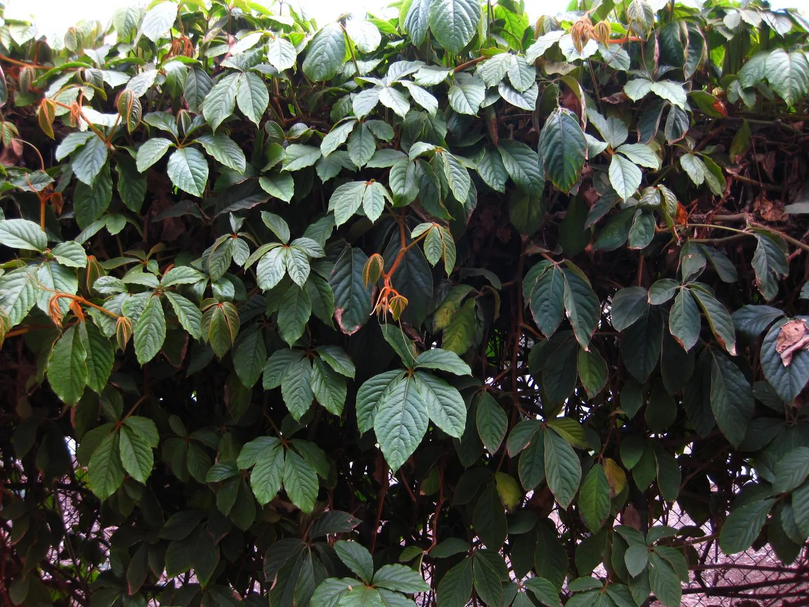 Chestnut Vine (Tetrastigma Voinierianum) — white flowers in the garden; is a robust evergreen climber native to the lush forests of Southeast Asia