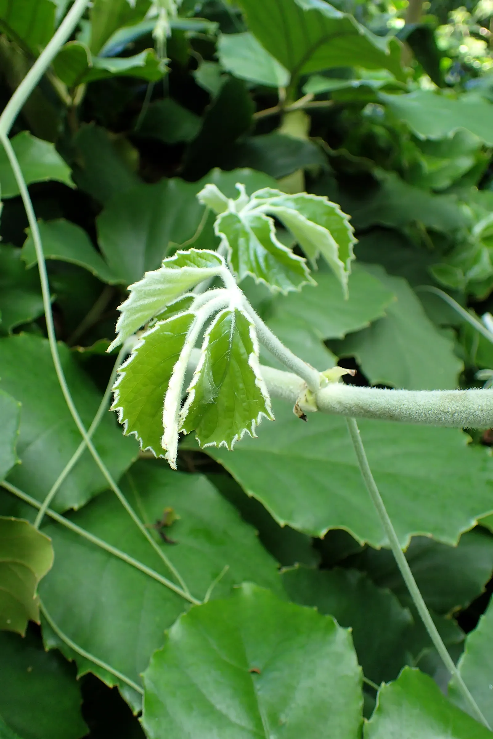 Chestnut Vine (Tetrastigma Voinierianum) — it requires sturdy support structures such as arbors; since it is a climbing vine