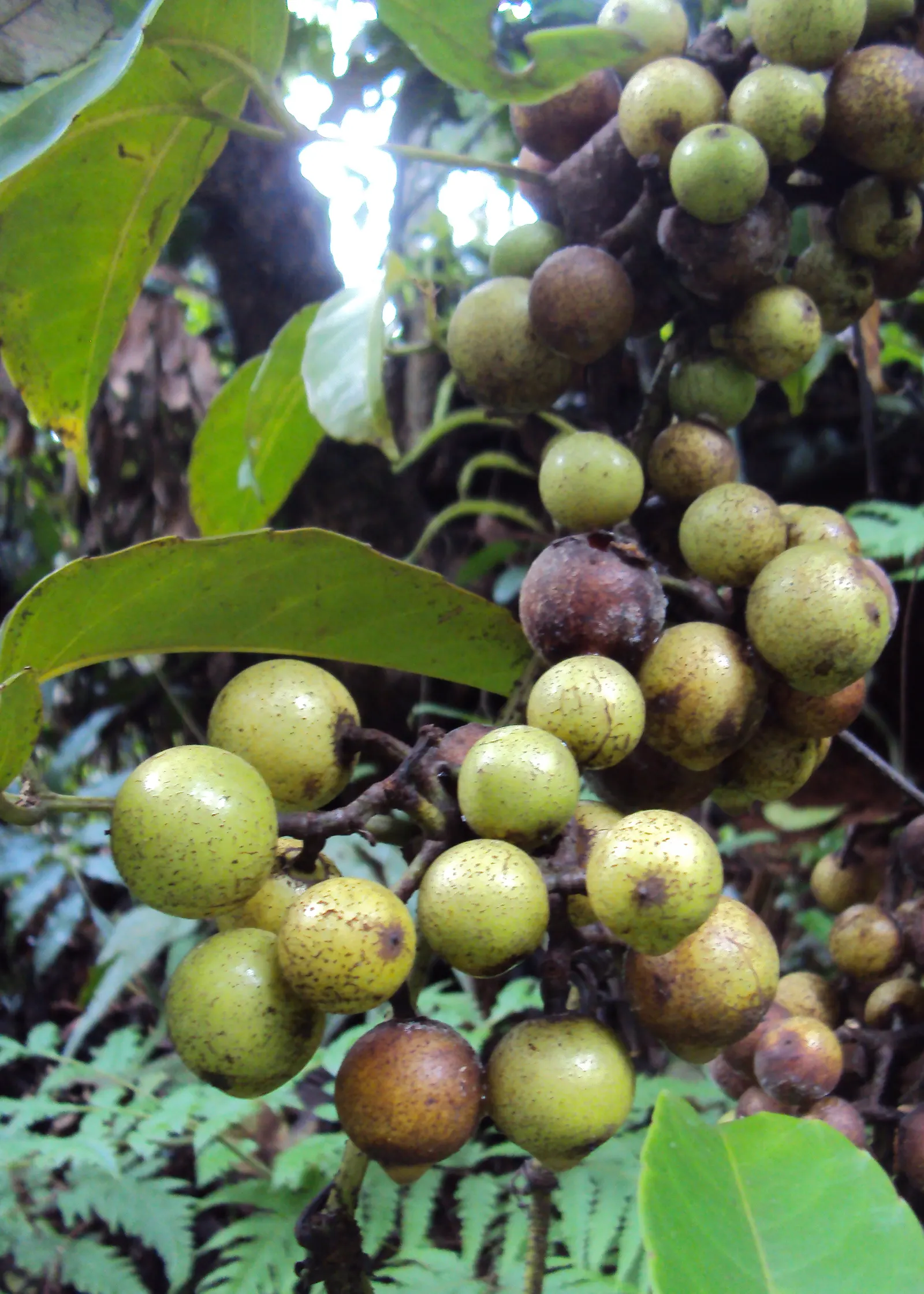 Chestnut Vine (Tetrastigma Voinierianum) — Regular pruning maintains its shape and encourages healthy growth; it is important to consider the growth