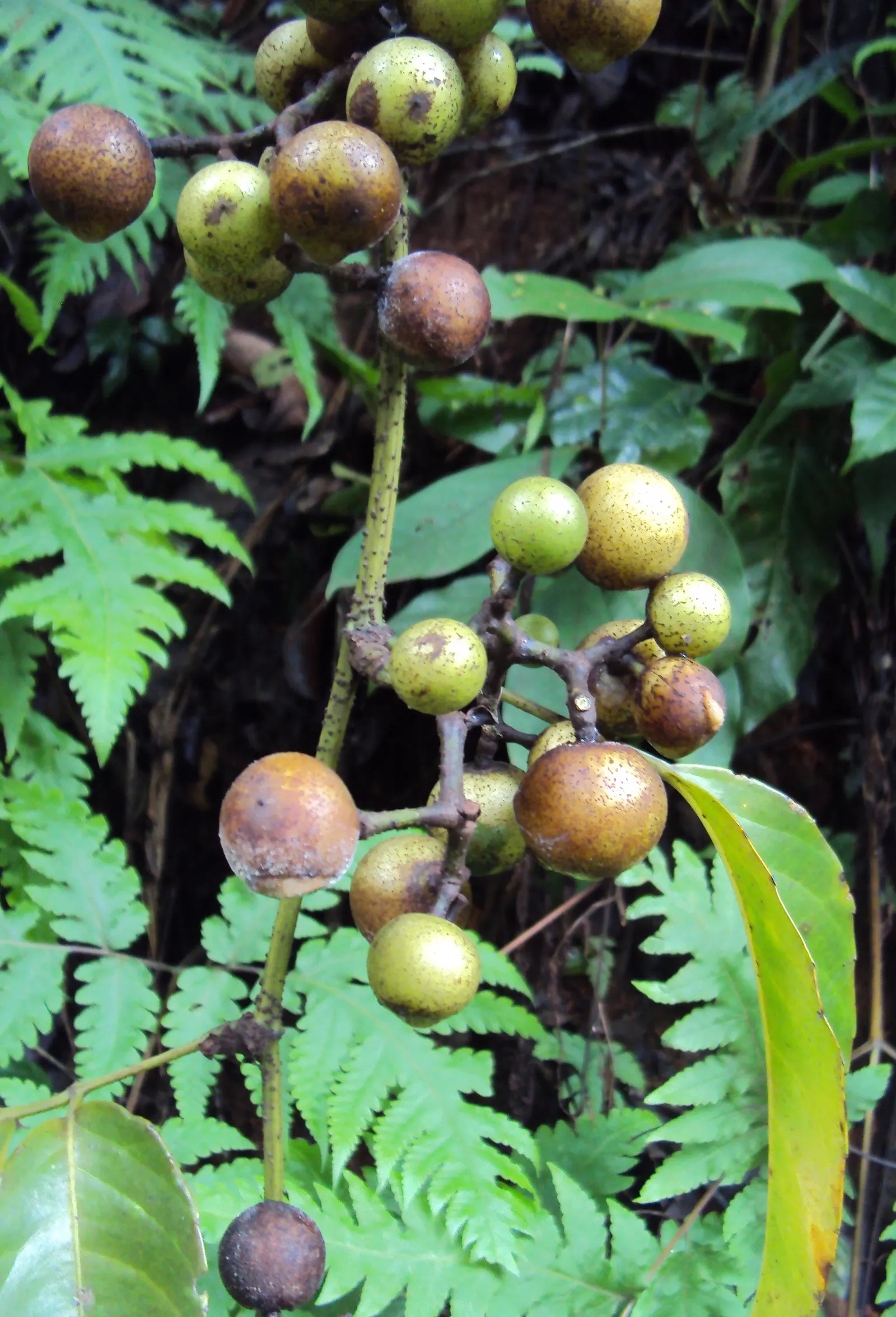 Chestnut Vine (Tetrastigma Voinierianum) — each leaf comprised of five to seven pointed; vine with white blooms