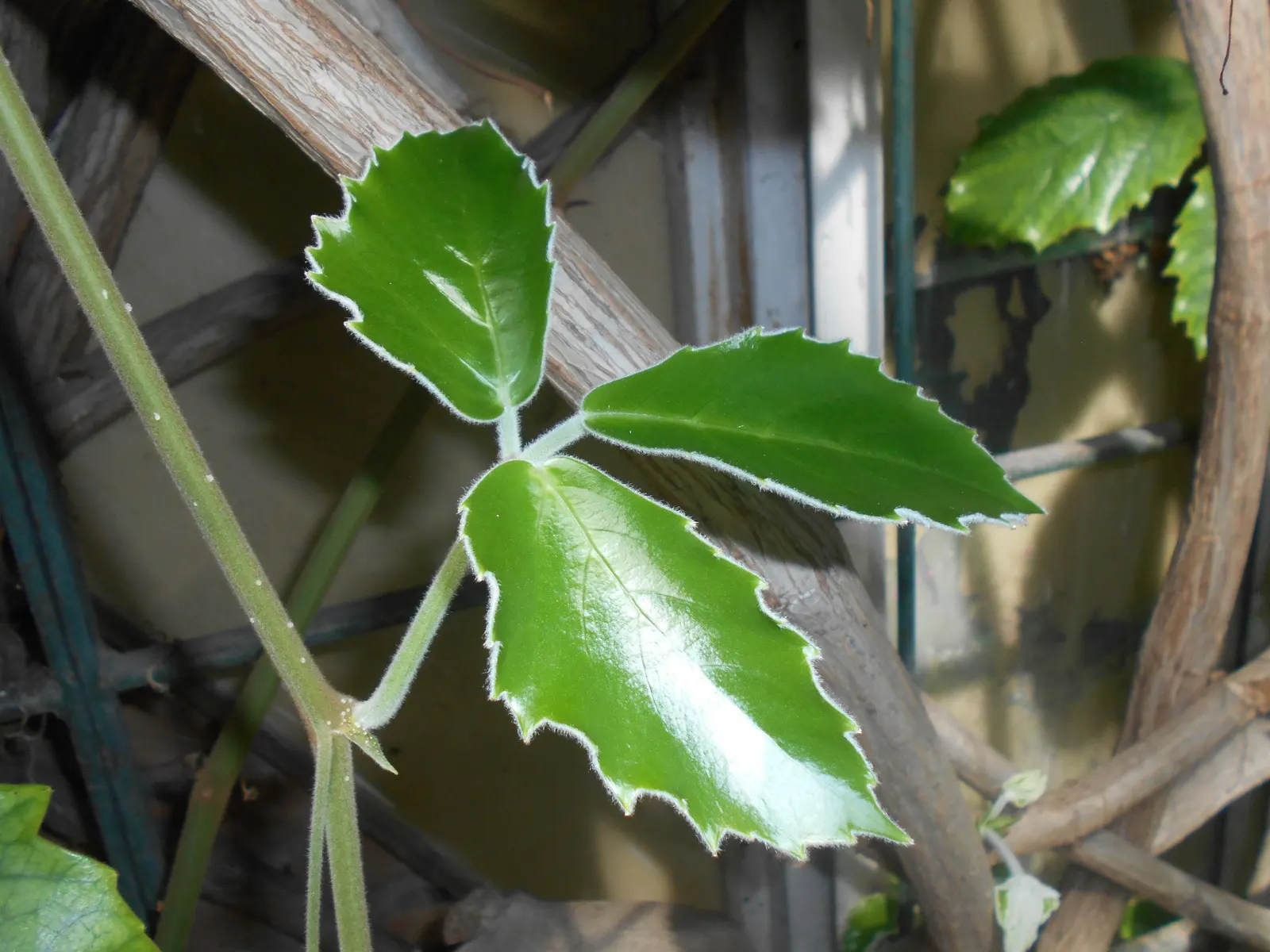 Chestnut Vine (Tetrastigma Voinierianum) — Ideal for tropical-themed landscapes; or walls to accommodate its twining habit