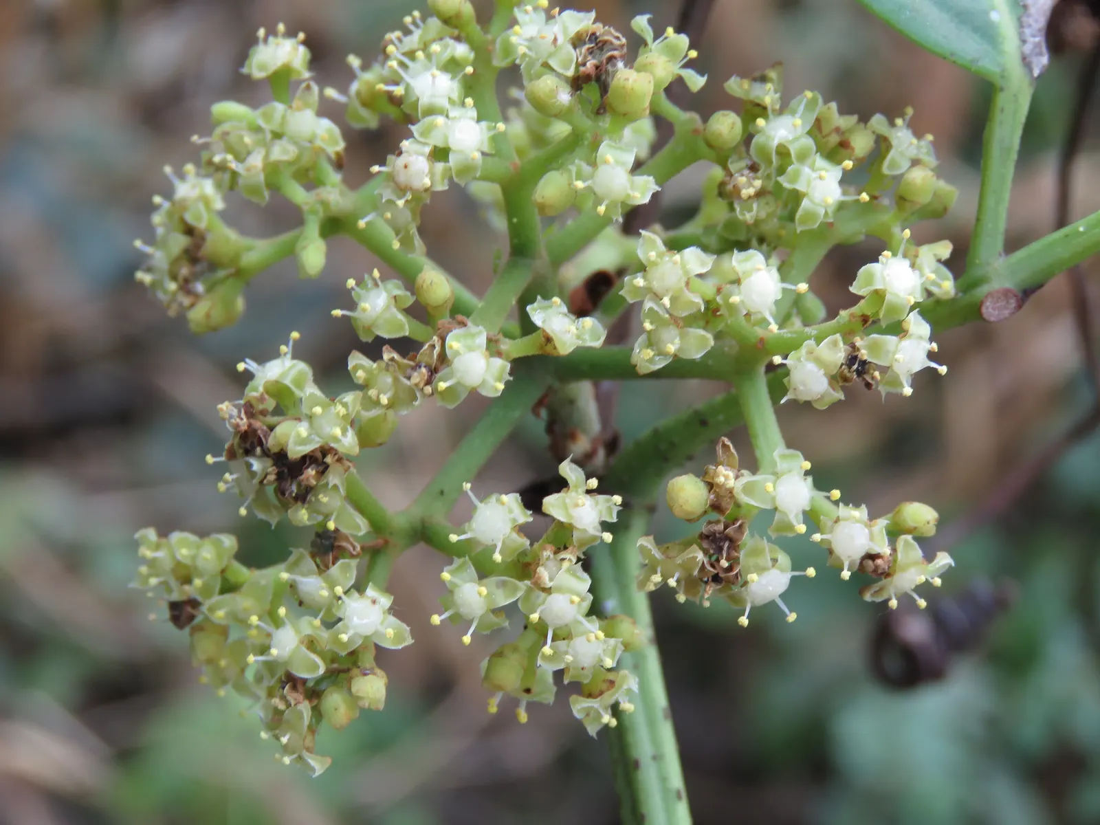 Chestnut Vine (Tetrastigma Voinierianum) — These leaflets radiate in a chestnut-like pattern