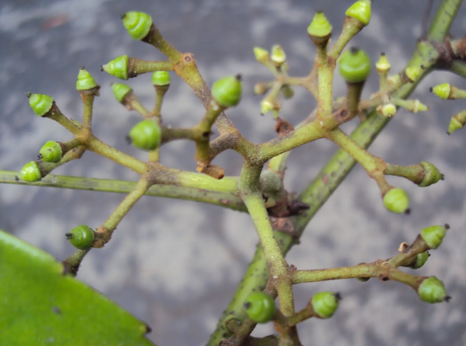 Chestnut Vine (Tetrastigma Voinierianum) — is a robust evergreen climber native to the lush forests of Southeast Asia