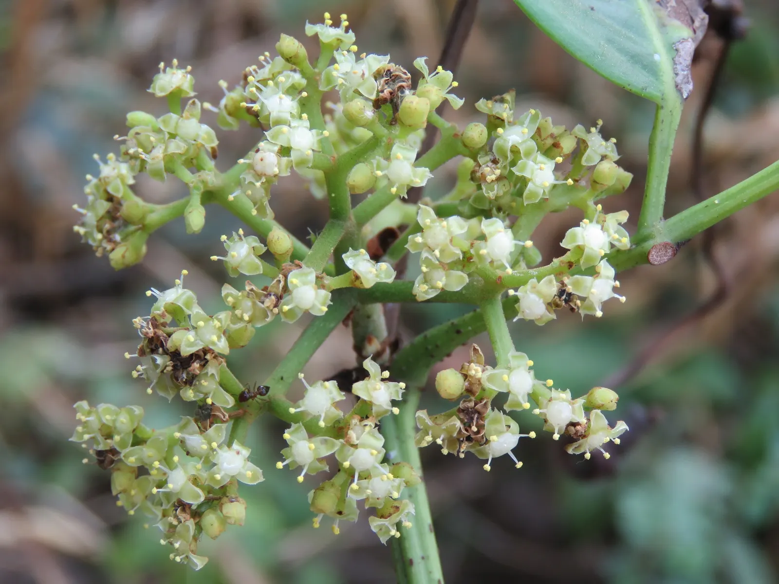 Chestnut Vine (Tetrastigma Voinierianum) — vine for deep shade or half or shade; with its lush foliage, the Chestnut Vine can transform any garden space into a
