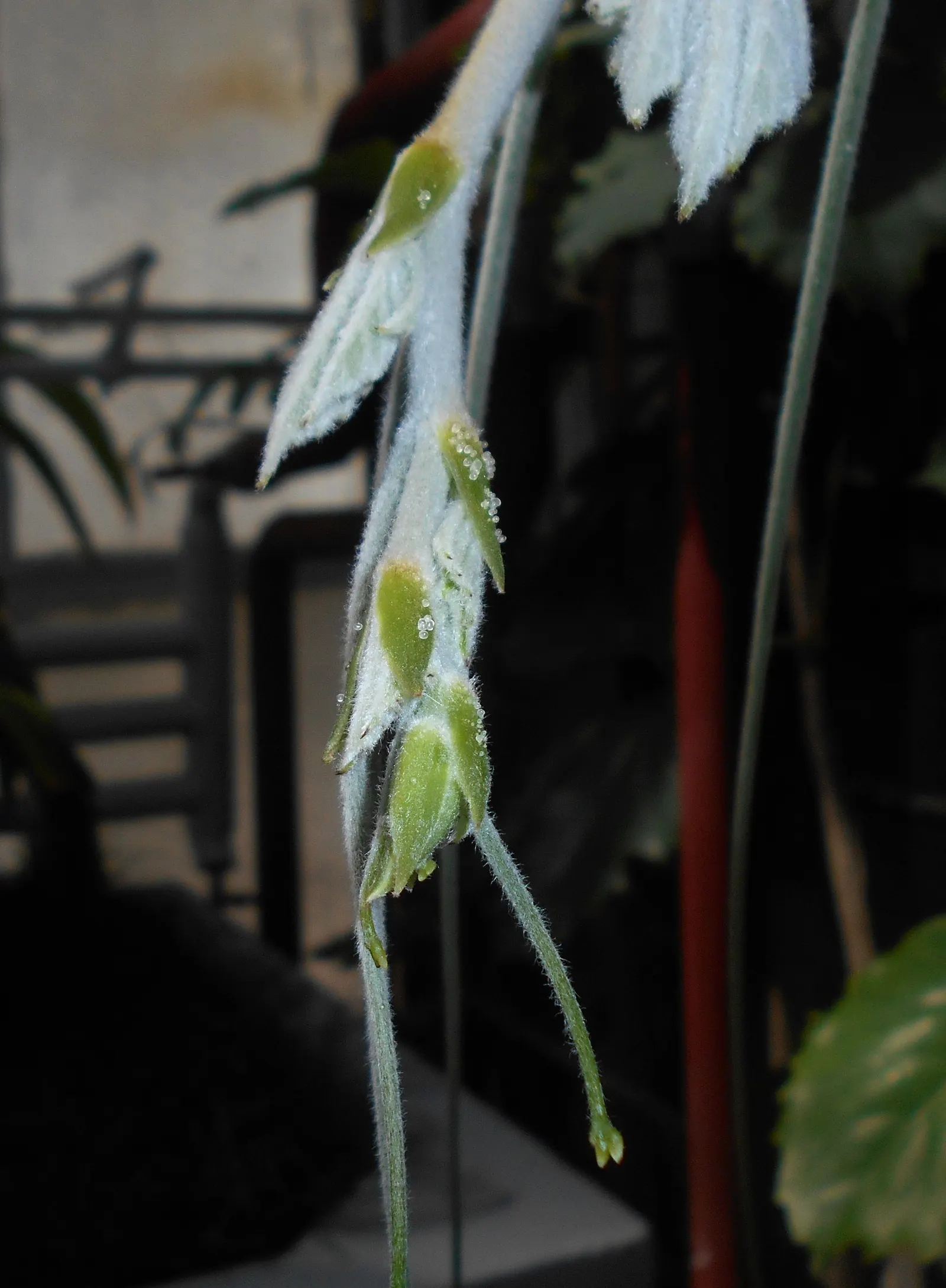 Chestnut Vine (Tetrastigma Voinierianum) — it requires sturdy support structures such as arbors; since it is a climbing vine, image 67