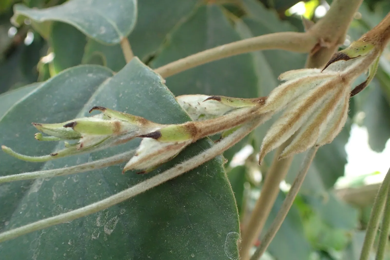 Chestnut Vine (Tetrastigma Voinierianum) — large palmate leaves that can measure up to 12 inches across