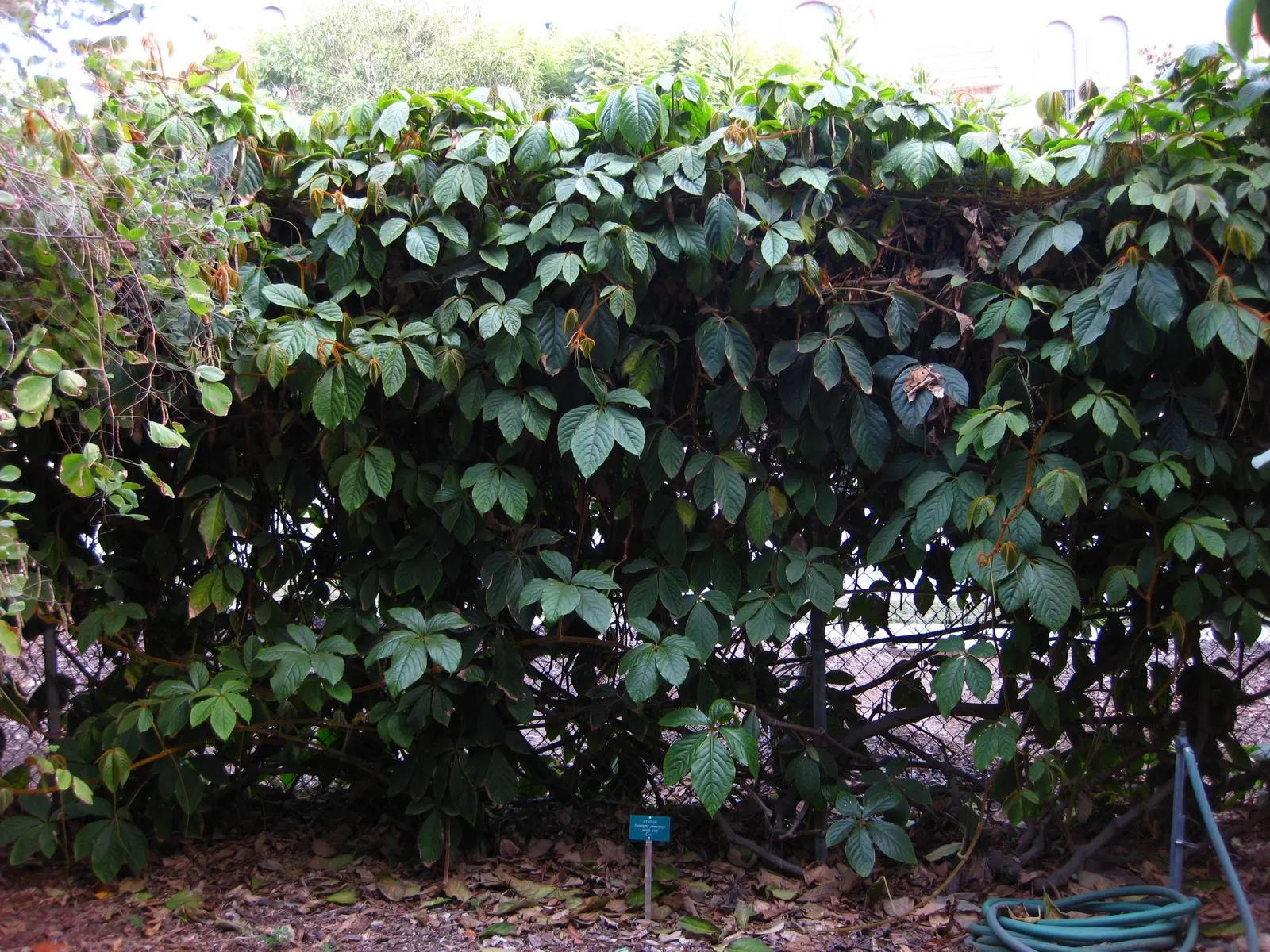 Chestnut Vine (Tetrastigma Voinierianum) — With its lush foliage, the Chestnut Vine can transform any garden space into a verdant tropical haven