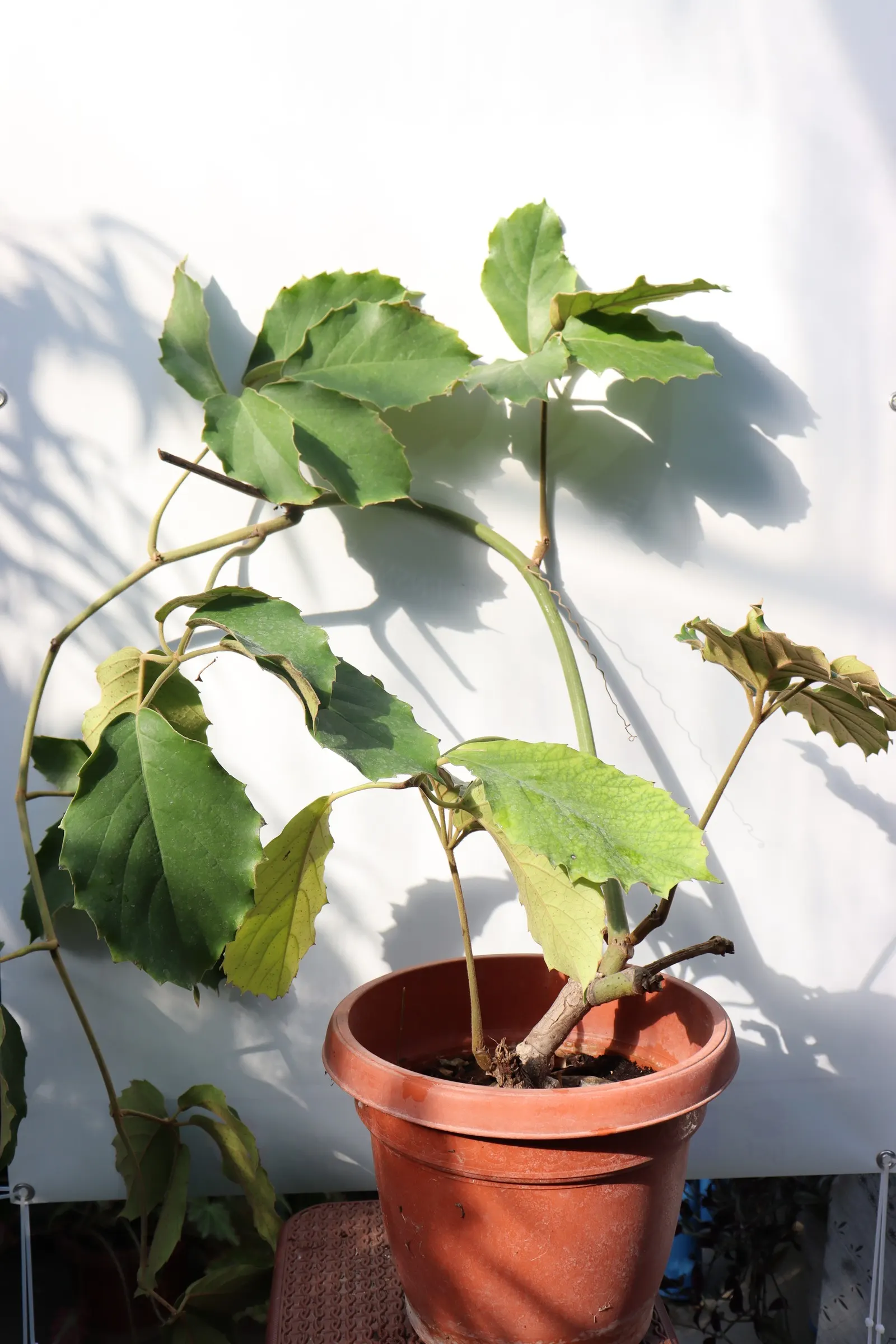 Chestnut Vine (Tetrastigma Voinierianum) — is a vigorous climbing plant with lush