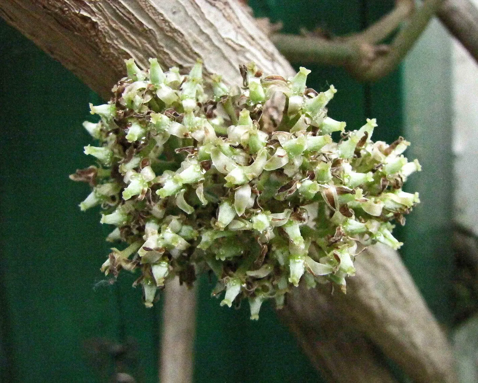 Chestnut Vine (Tetrastigma Voinierianum) — Since it is a climbing vine; this vigorous vine is well-suited for creating a tropical atmosphere in the landscape