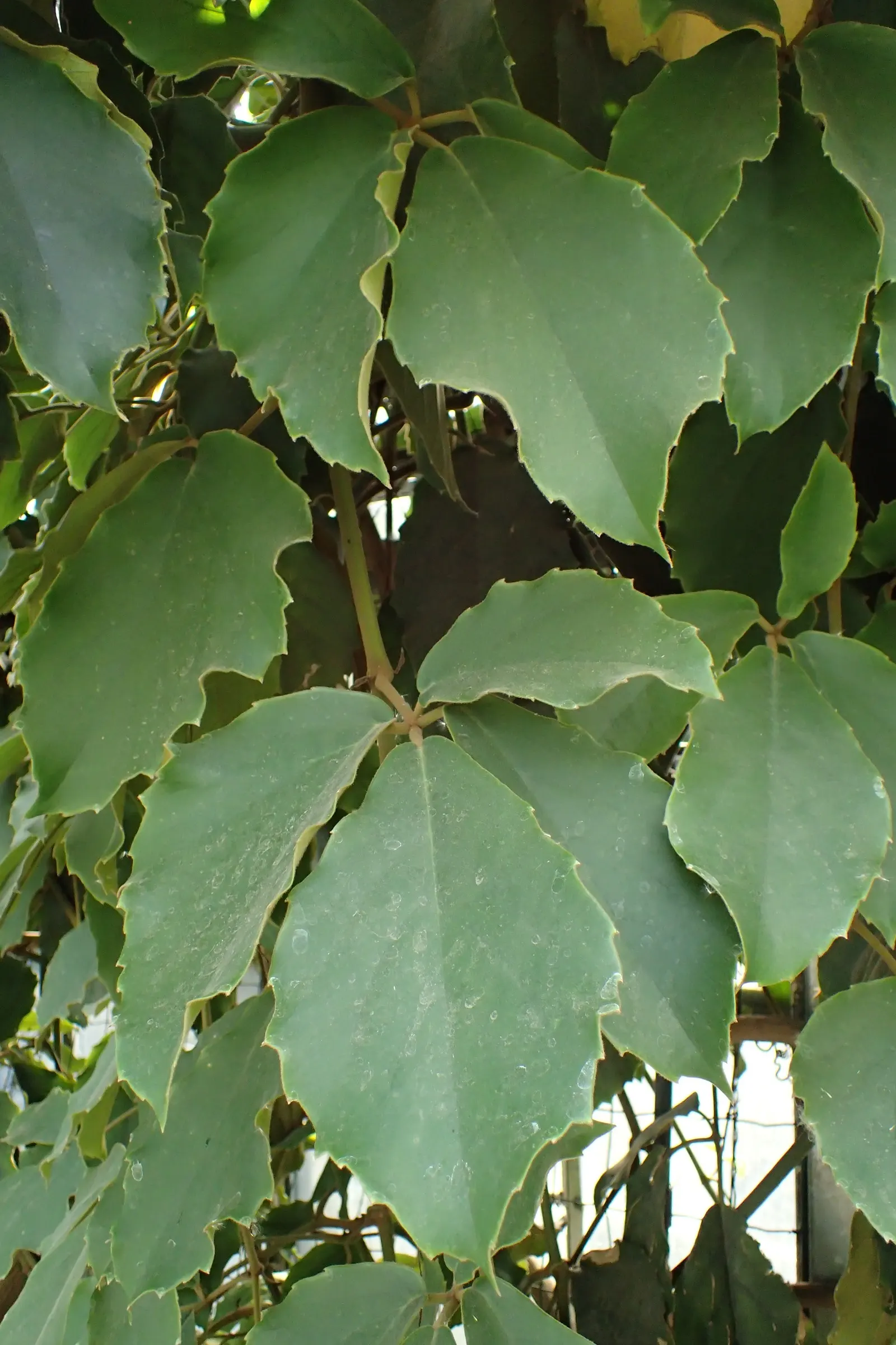 Chestnut Vine (Tetrastigma Voinierianum) — white flowers in the garden